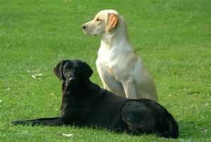 Photo of Pooch n' Purr Pet Sitting