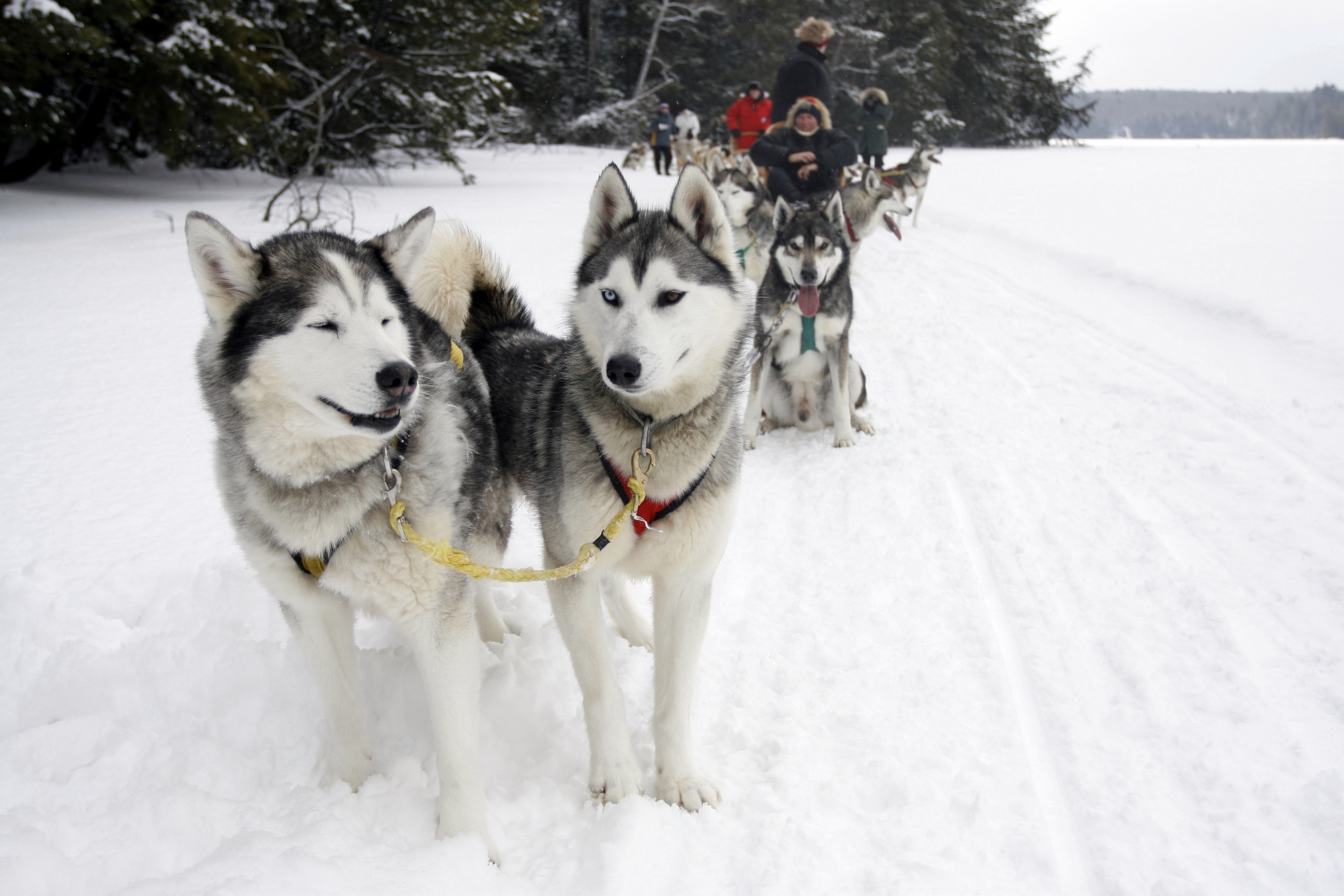 Dog Friendly Fairbanks, AK