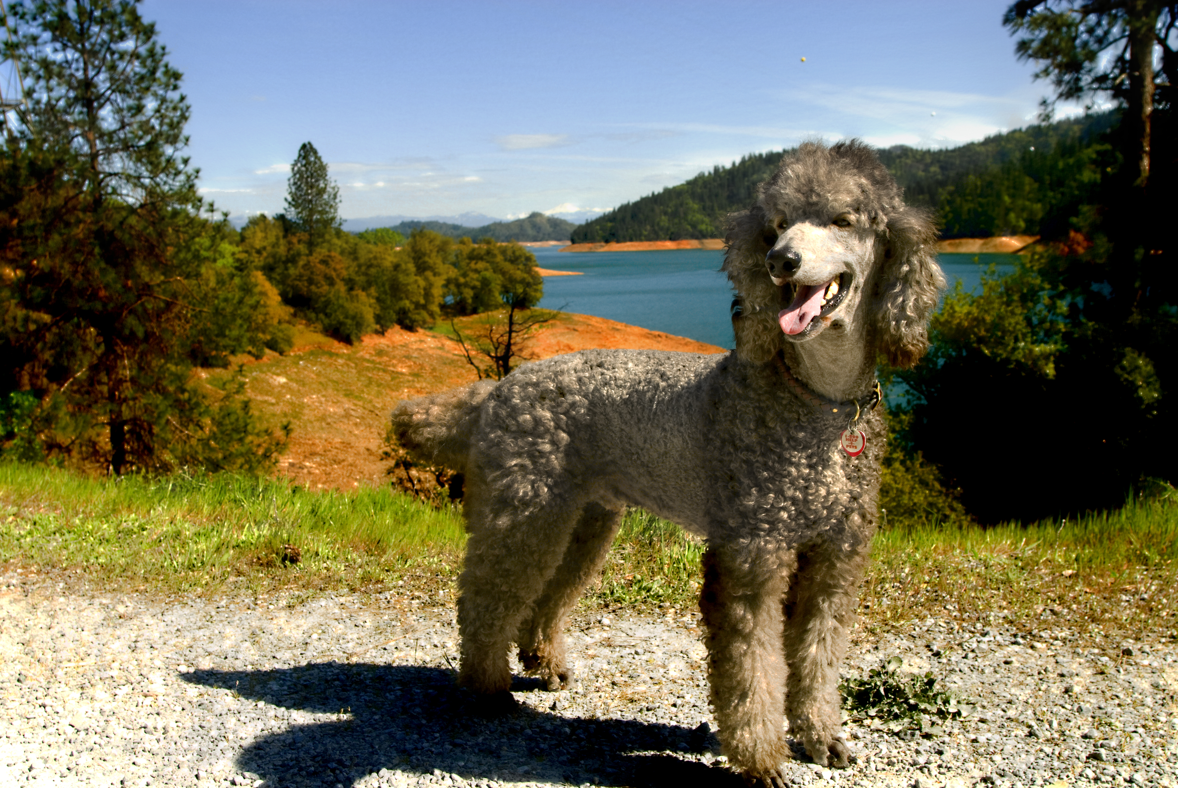 Dog Friendly Shasta Lake, CA