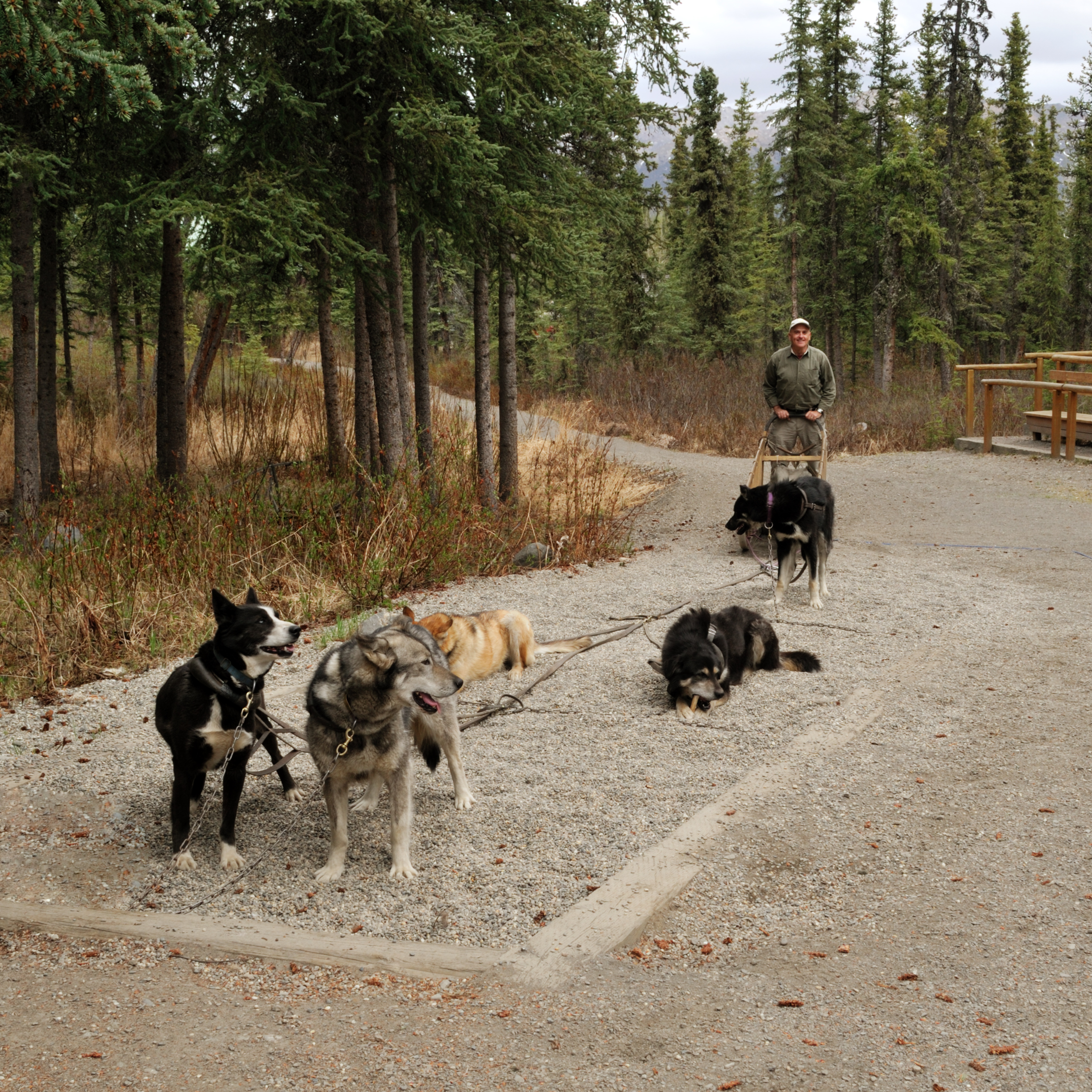 Dog Friendly Denali National Park, AK