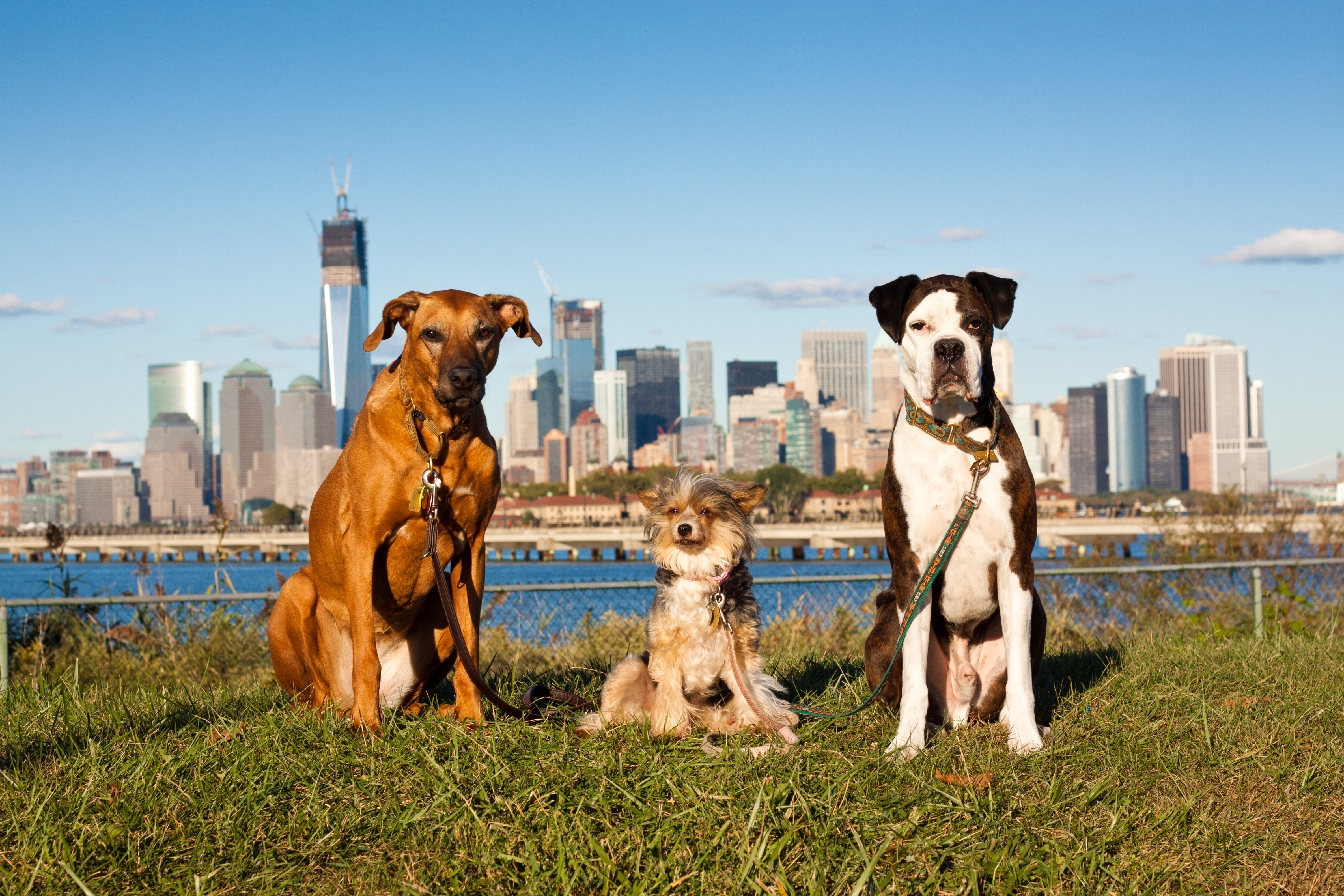 Dog Friendly Jersey City, NJ