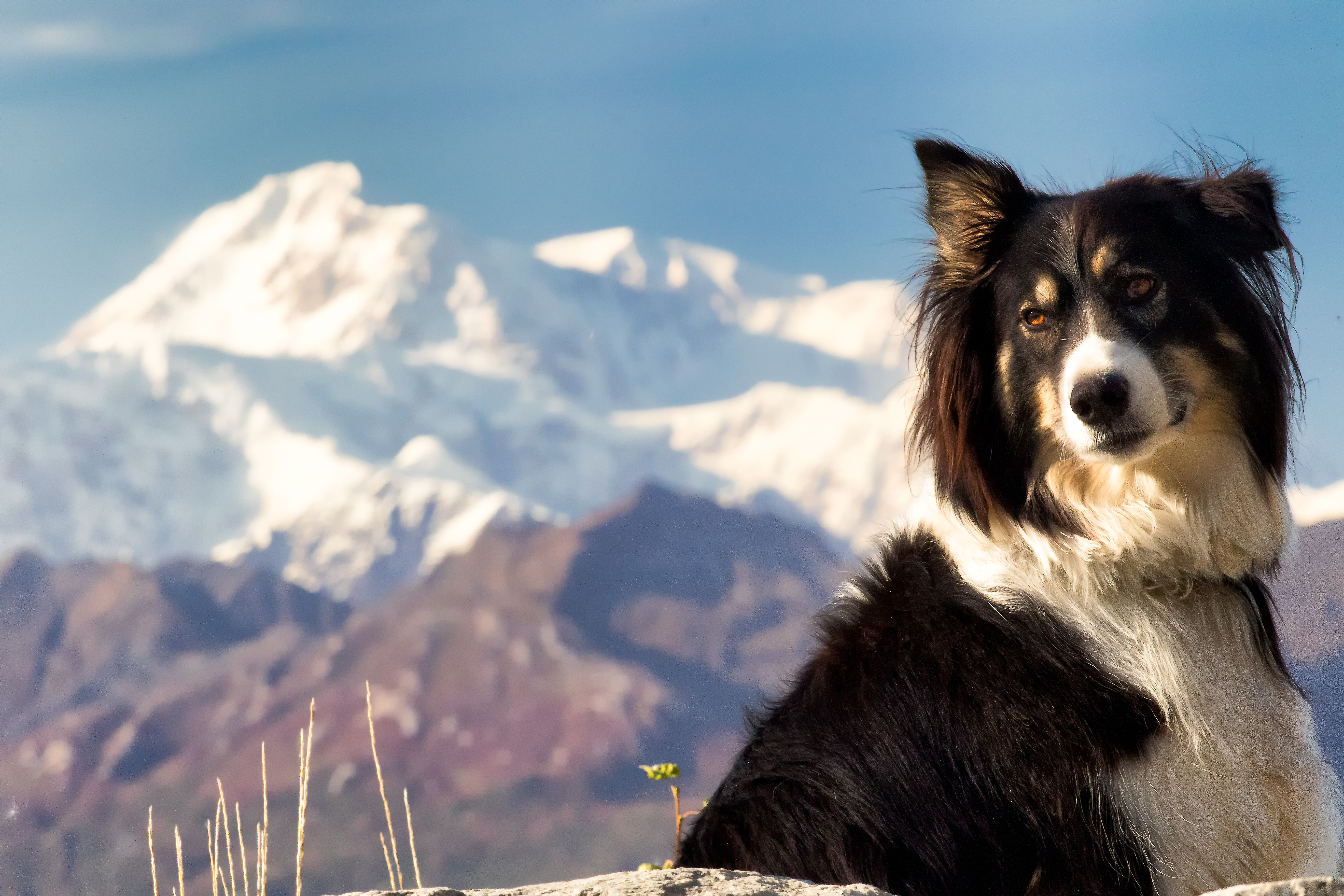 Dog Friendly Denali, AK