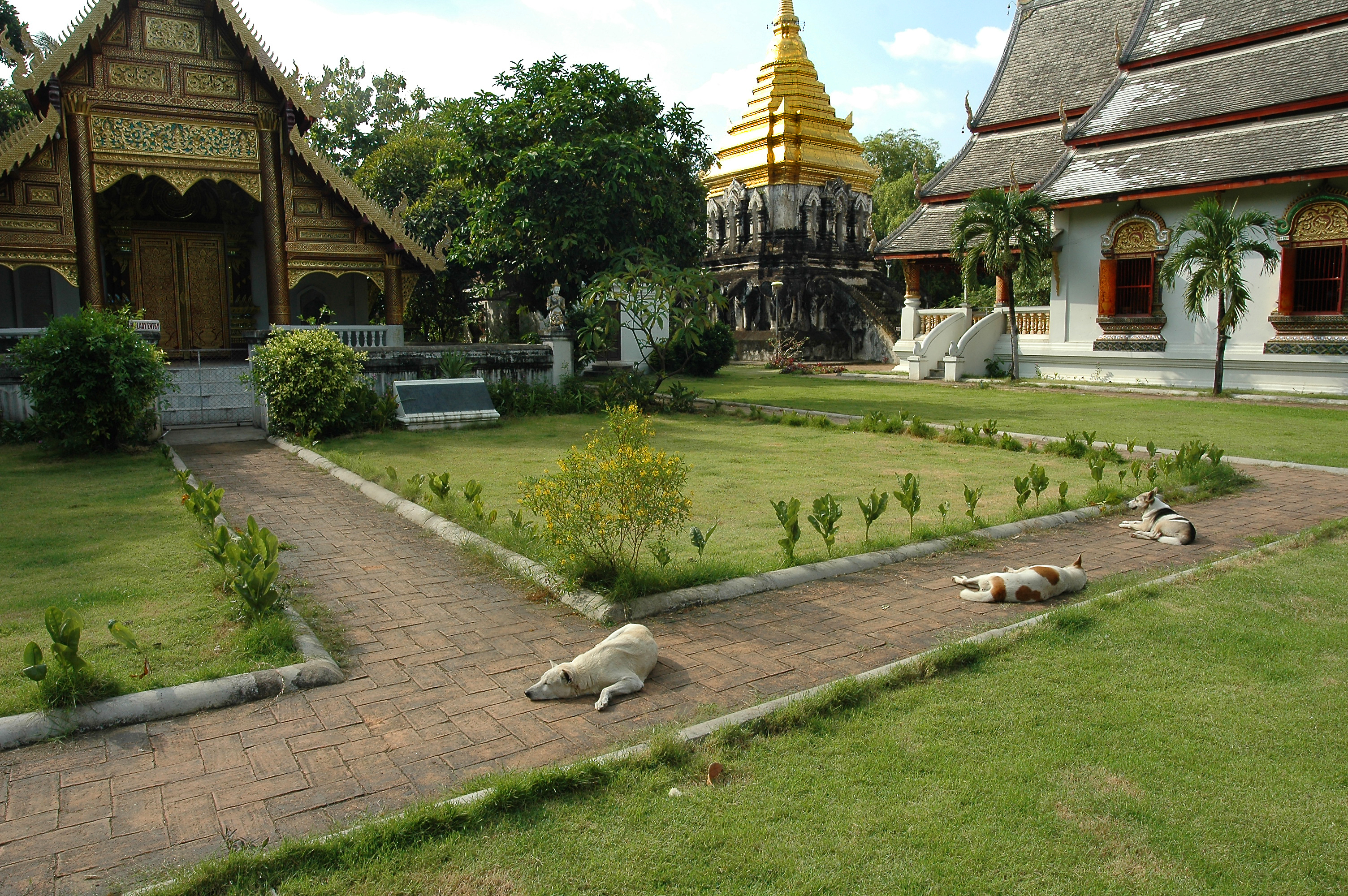 Dog Friendly Chiang Mai, TH