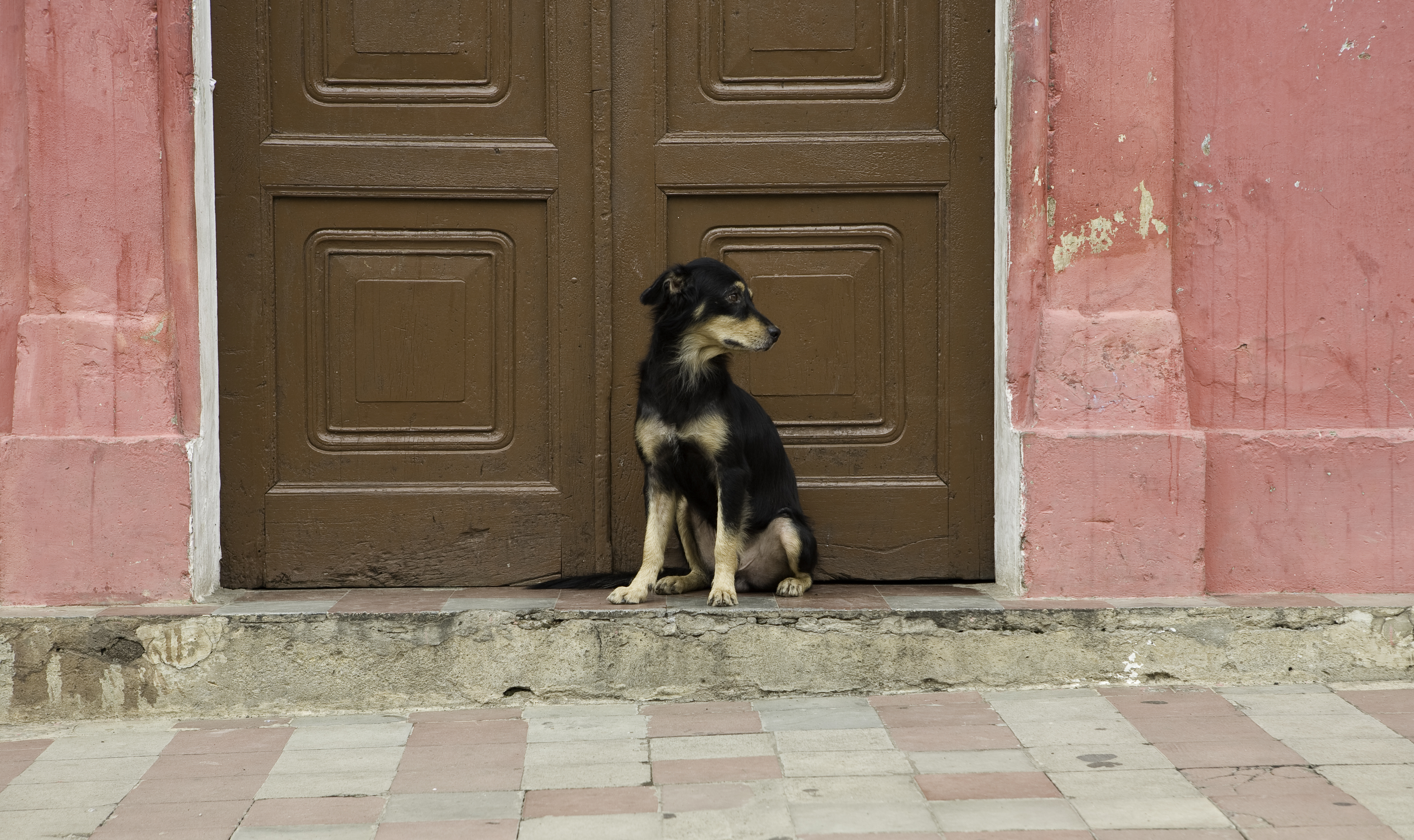 Dog Friendly Granada, NI