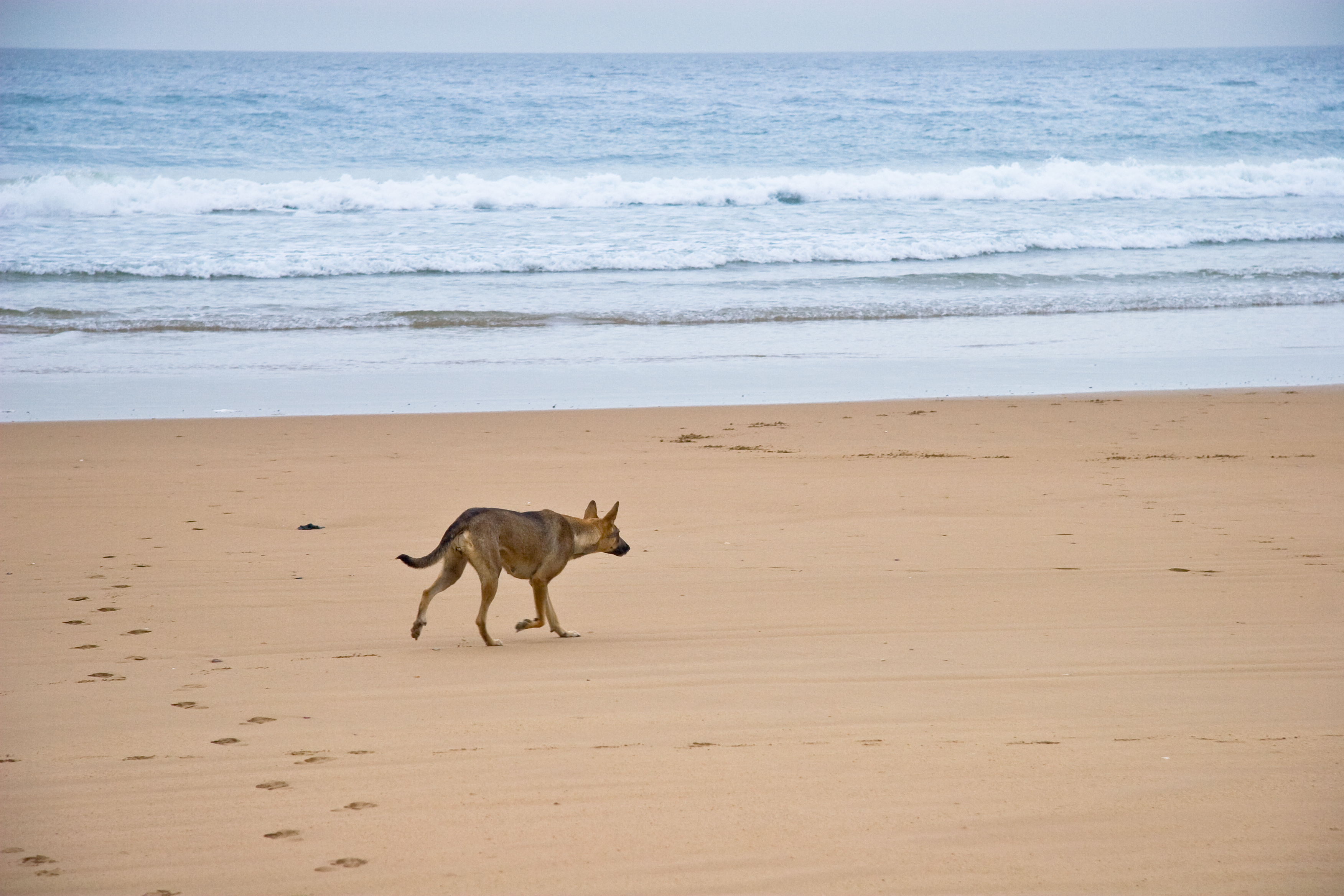 Dog Friendly Agadir, MA