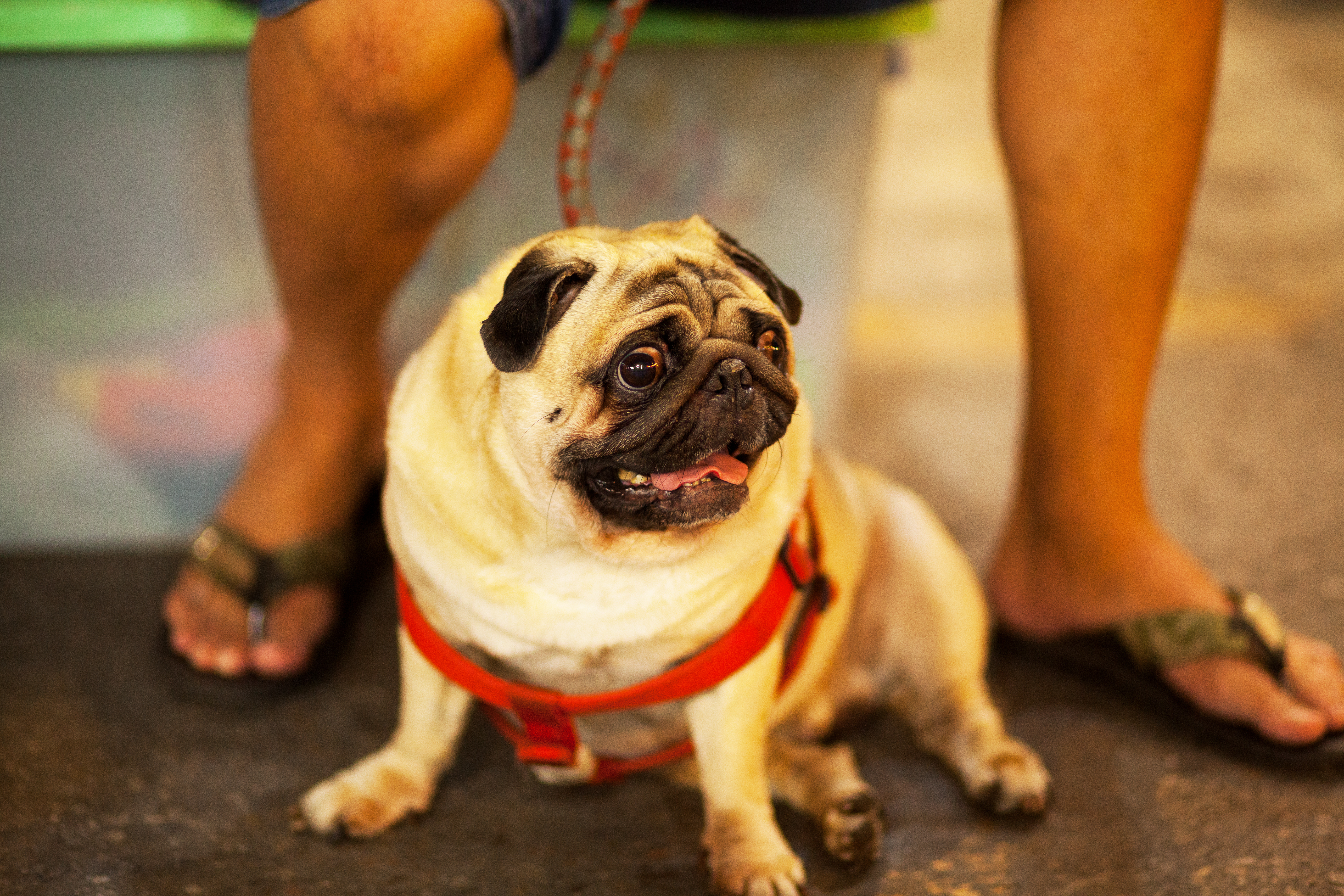 Dog Friendly Hua Hin, TH