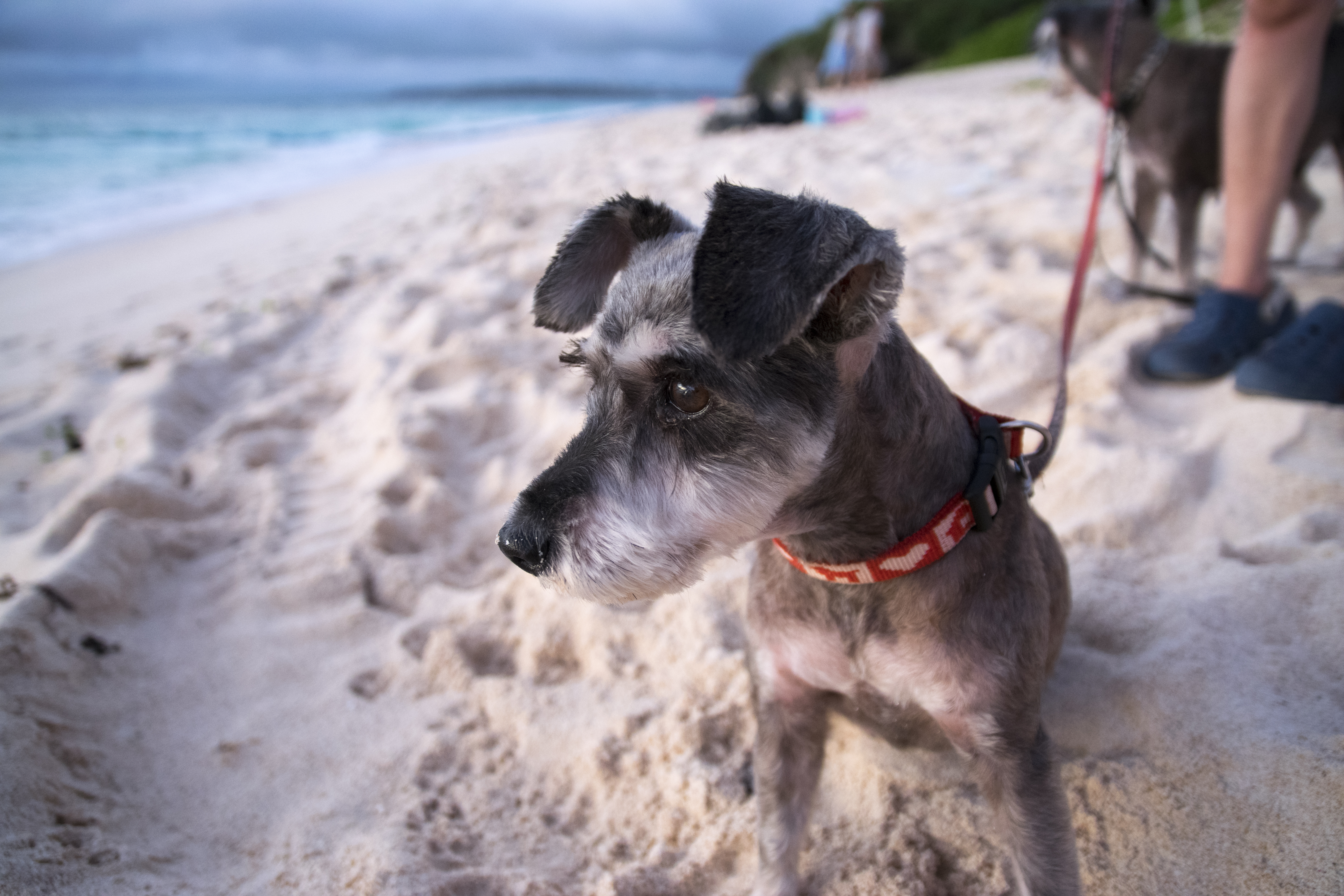 Dog Friendly Okinawa, JP