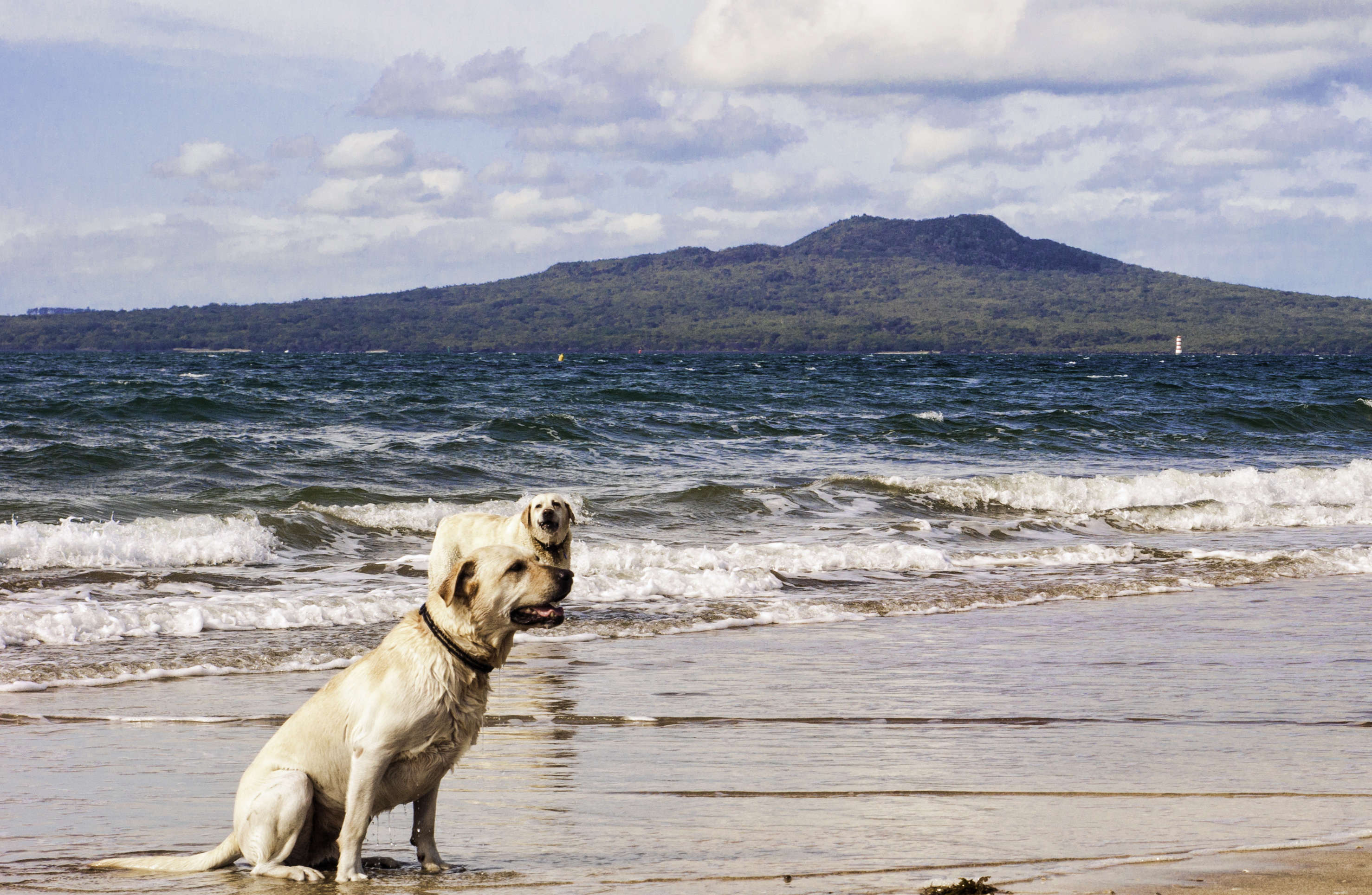 Dog Friendly Auckland, NZ