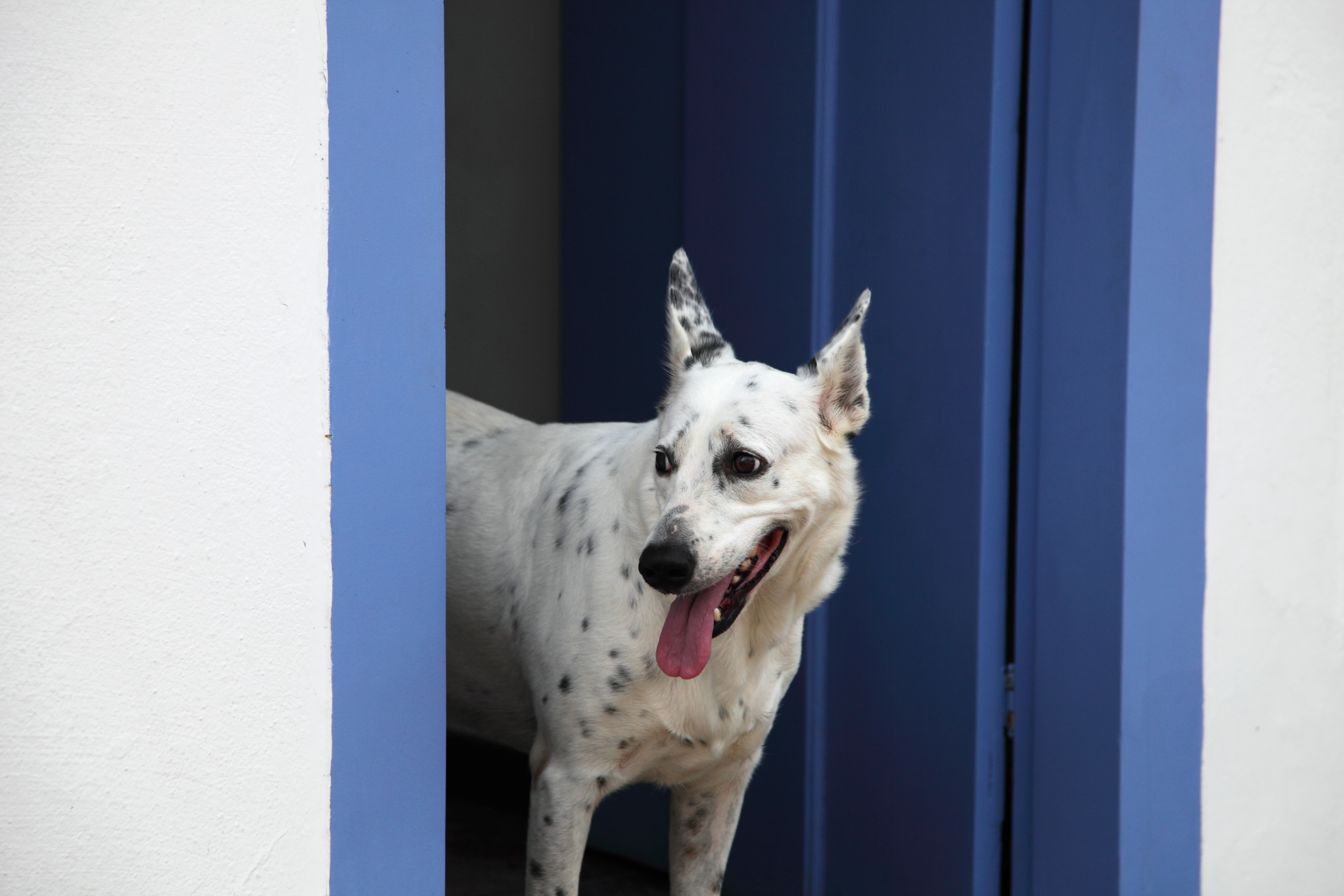 Dog Friendly Paraty, BR