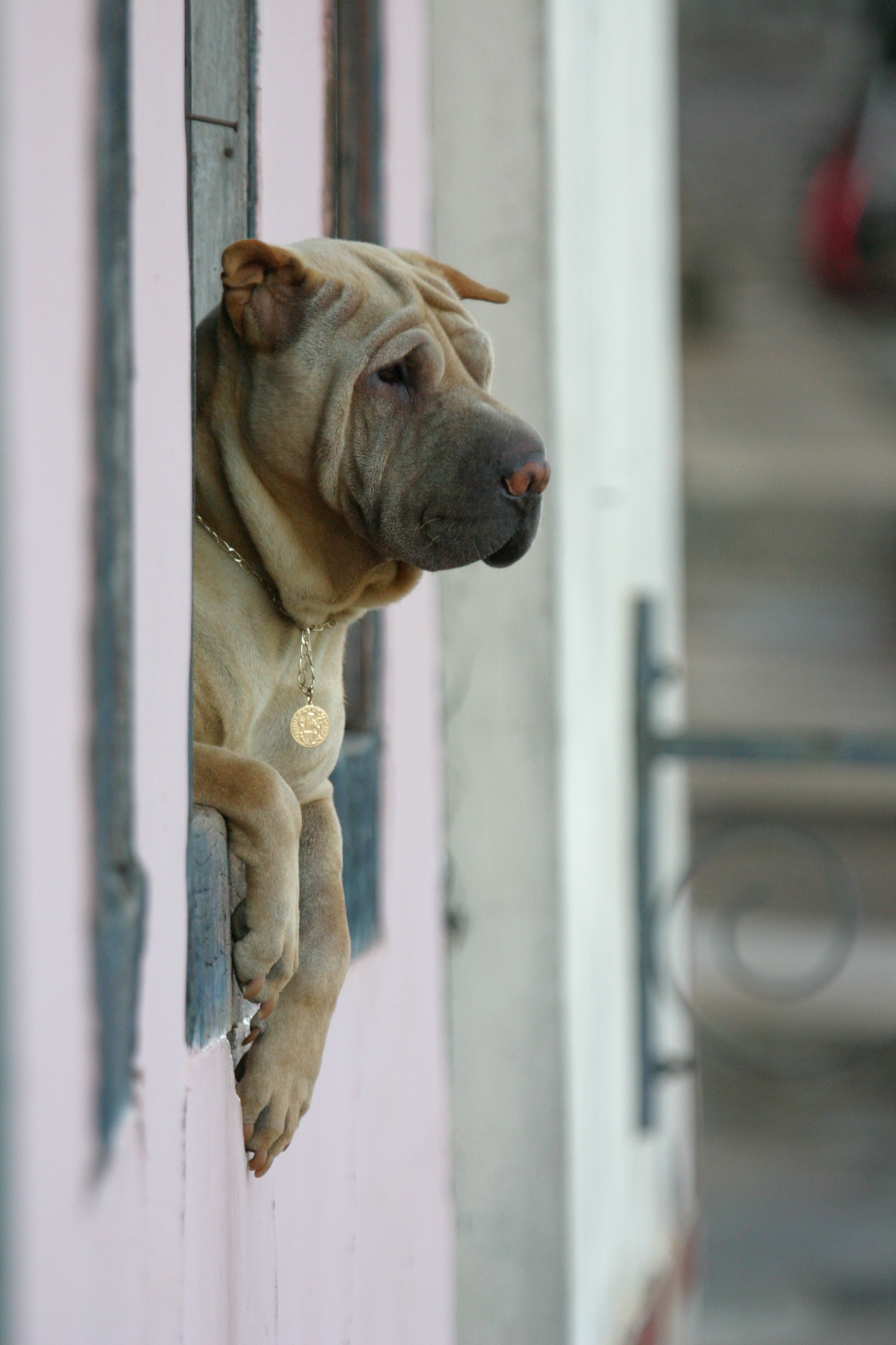 Dog Friendly Ouro Preto, BR