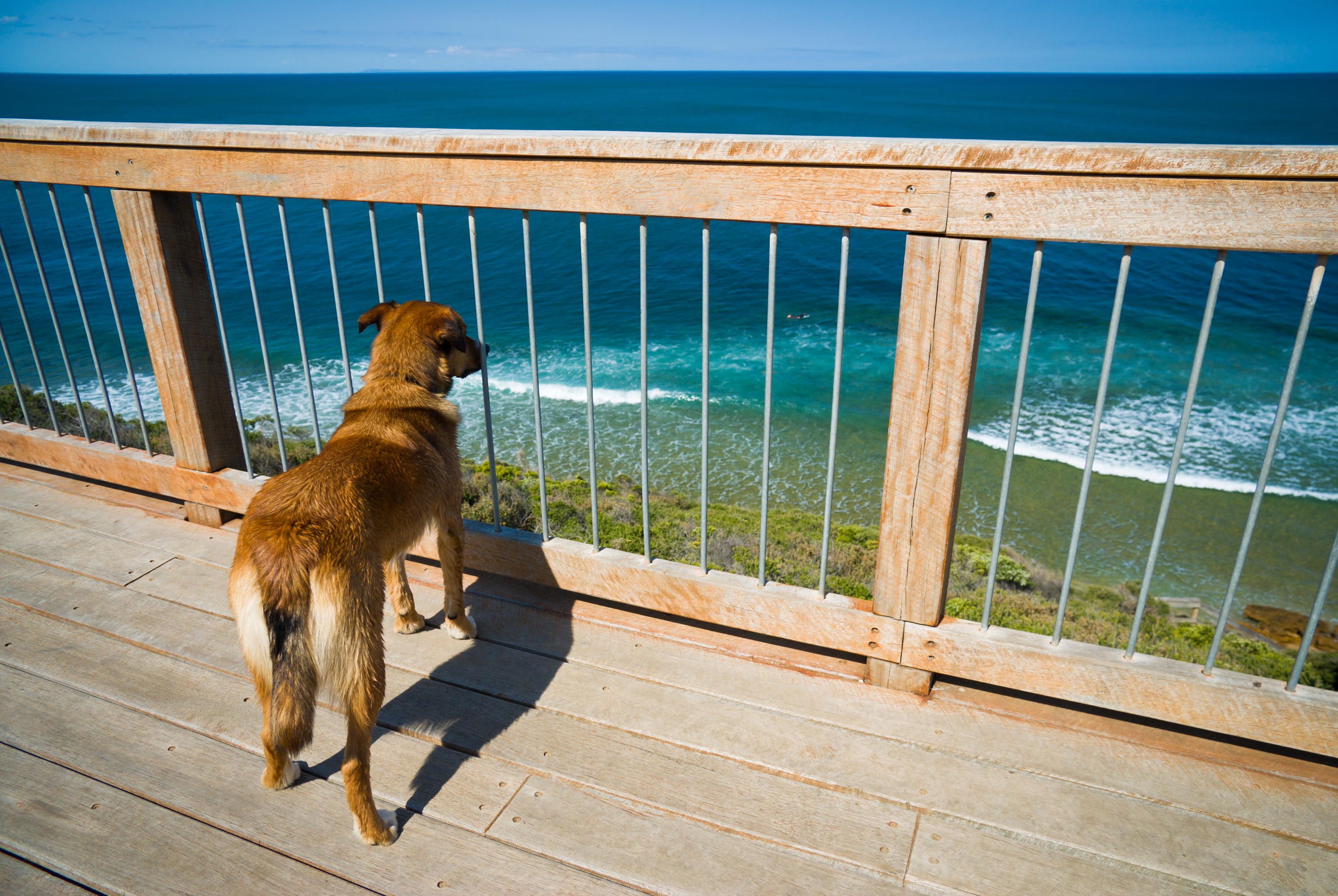 Dog Friendly Torquay, AU BringFido