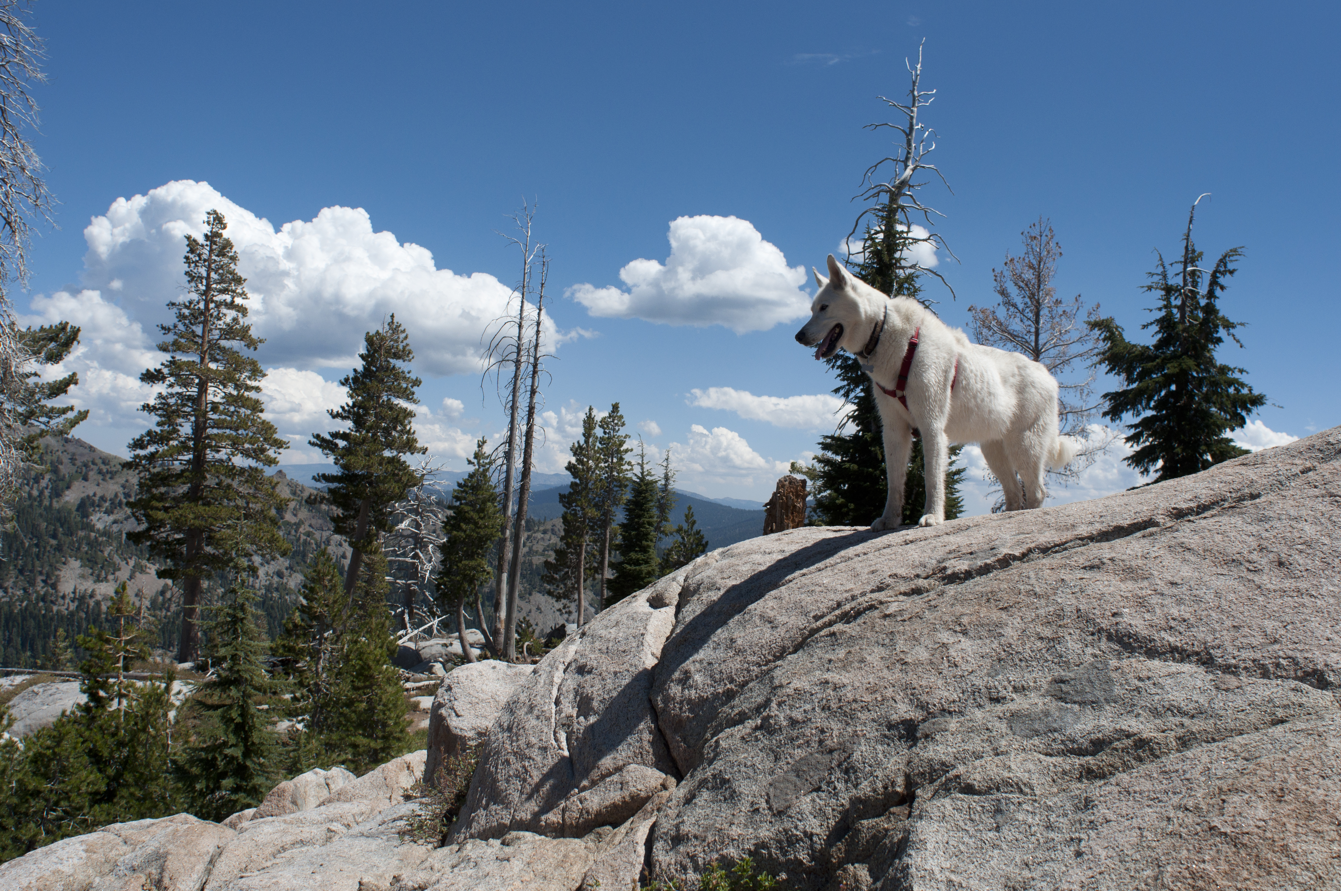 Dog Friendly Squaw Valley, CA