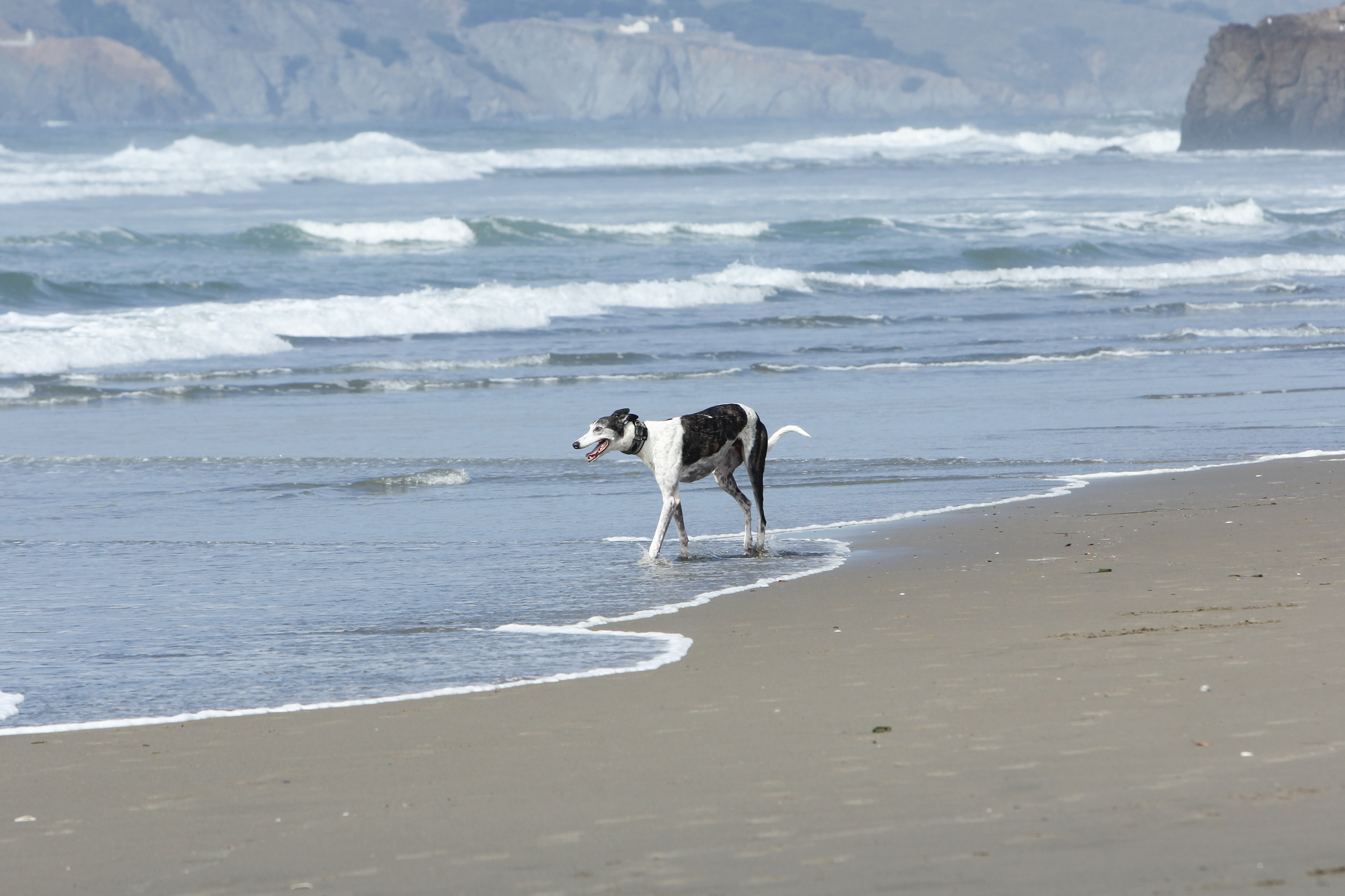 Dog Friendly Ocean Beach, CA