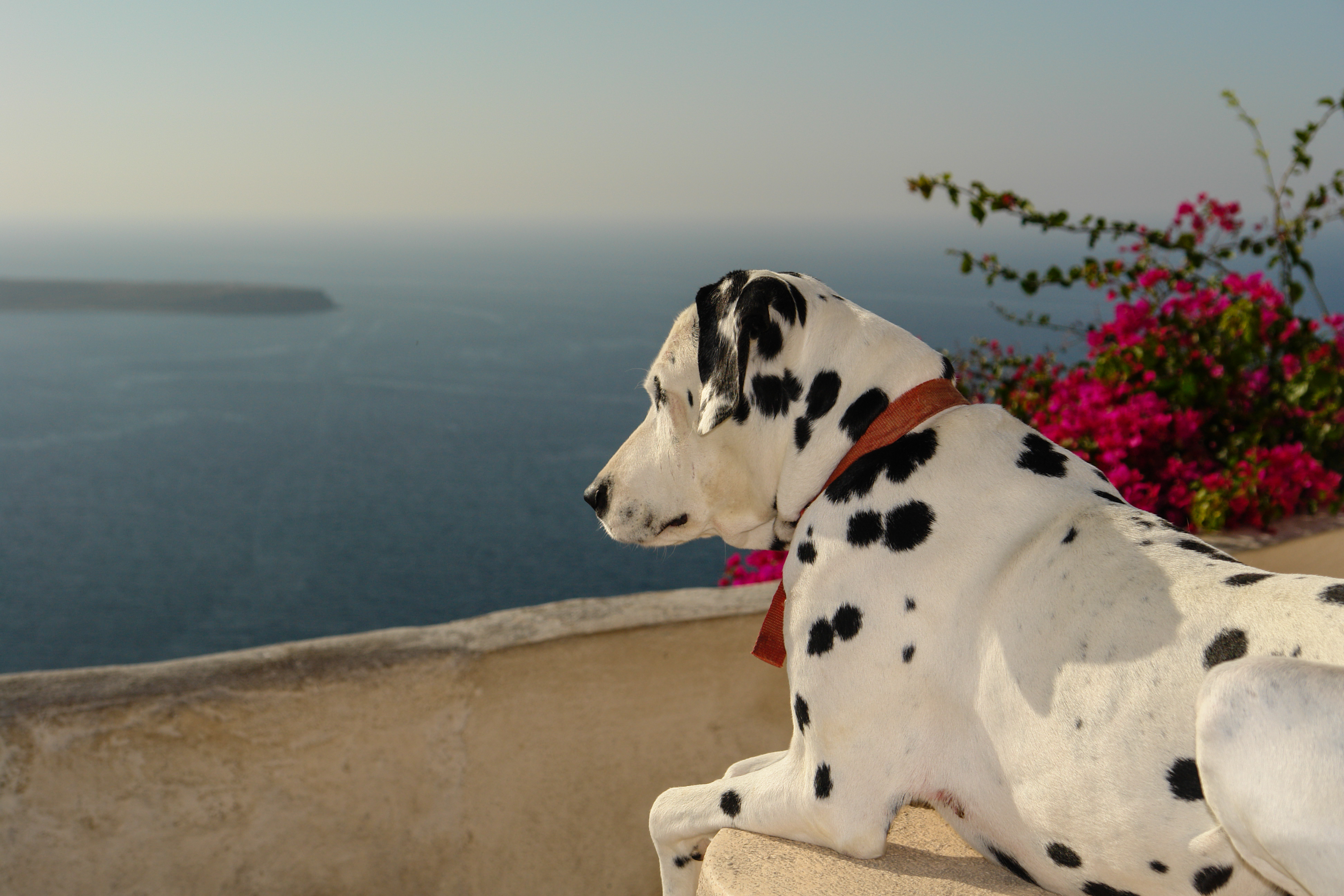 Dog Friendly Santorini, GR BringFido