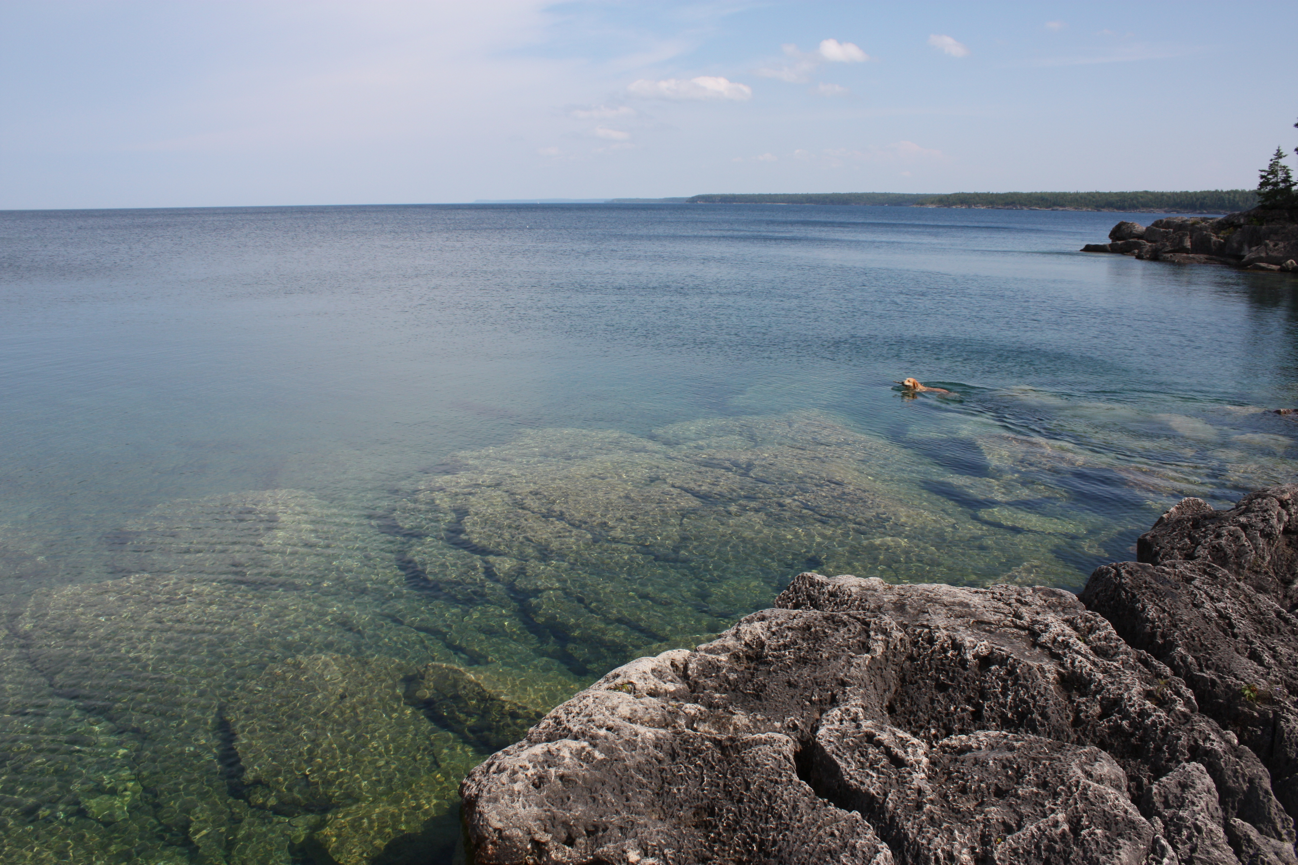 Dog Friendly Georgian Bay, ON