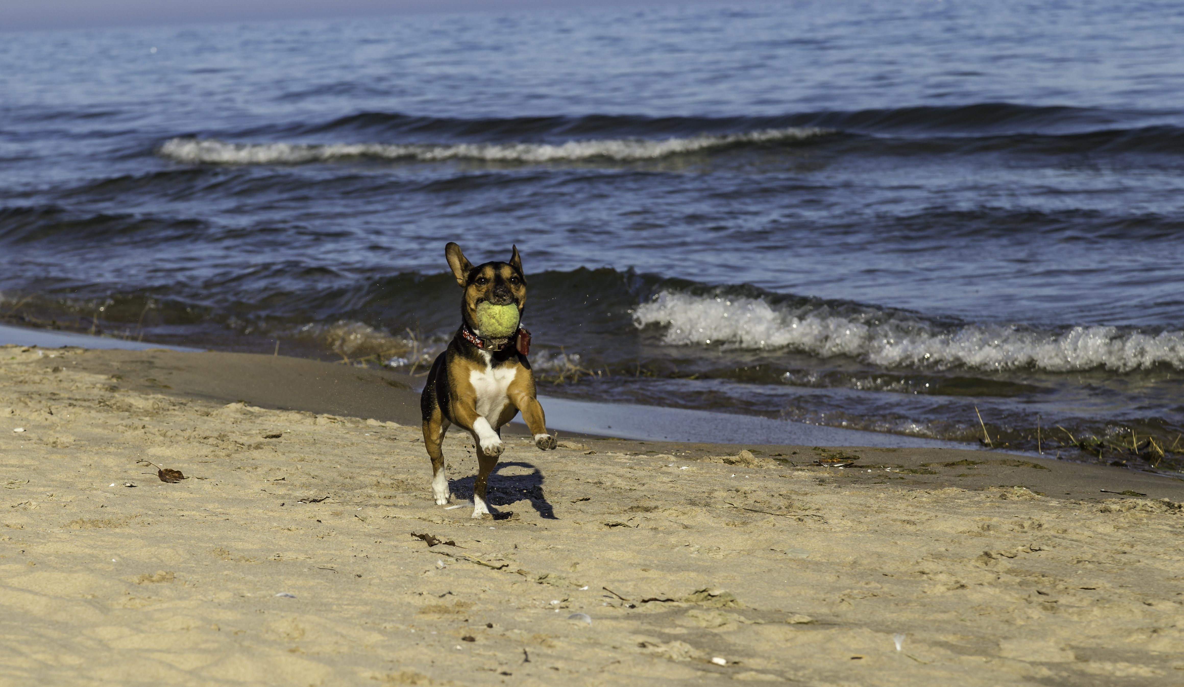 Dog Friendly Port Washington, WI