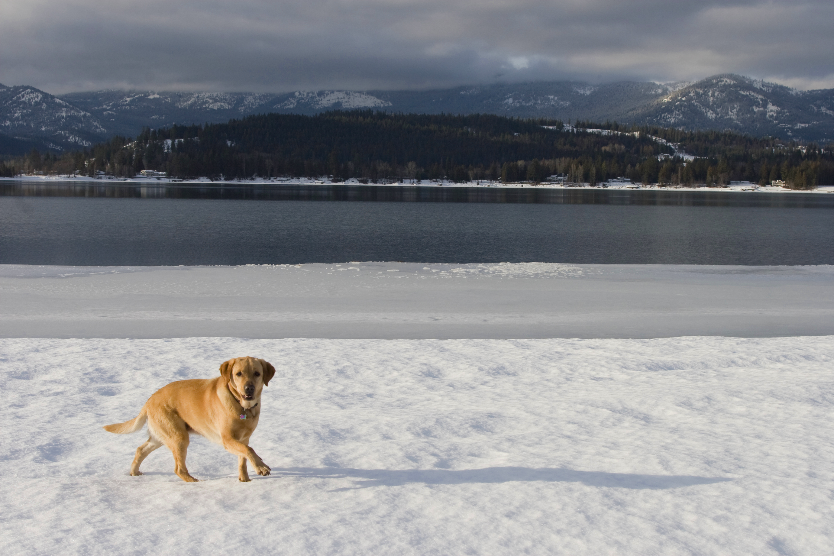 Dog Friendly Sandpoint, ID