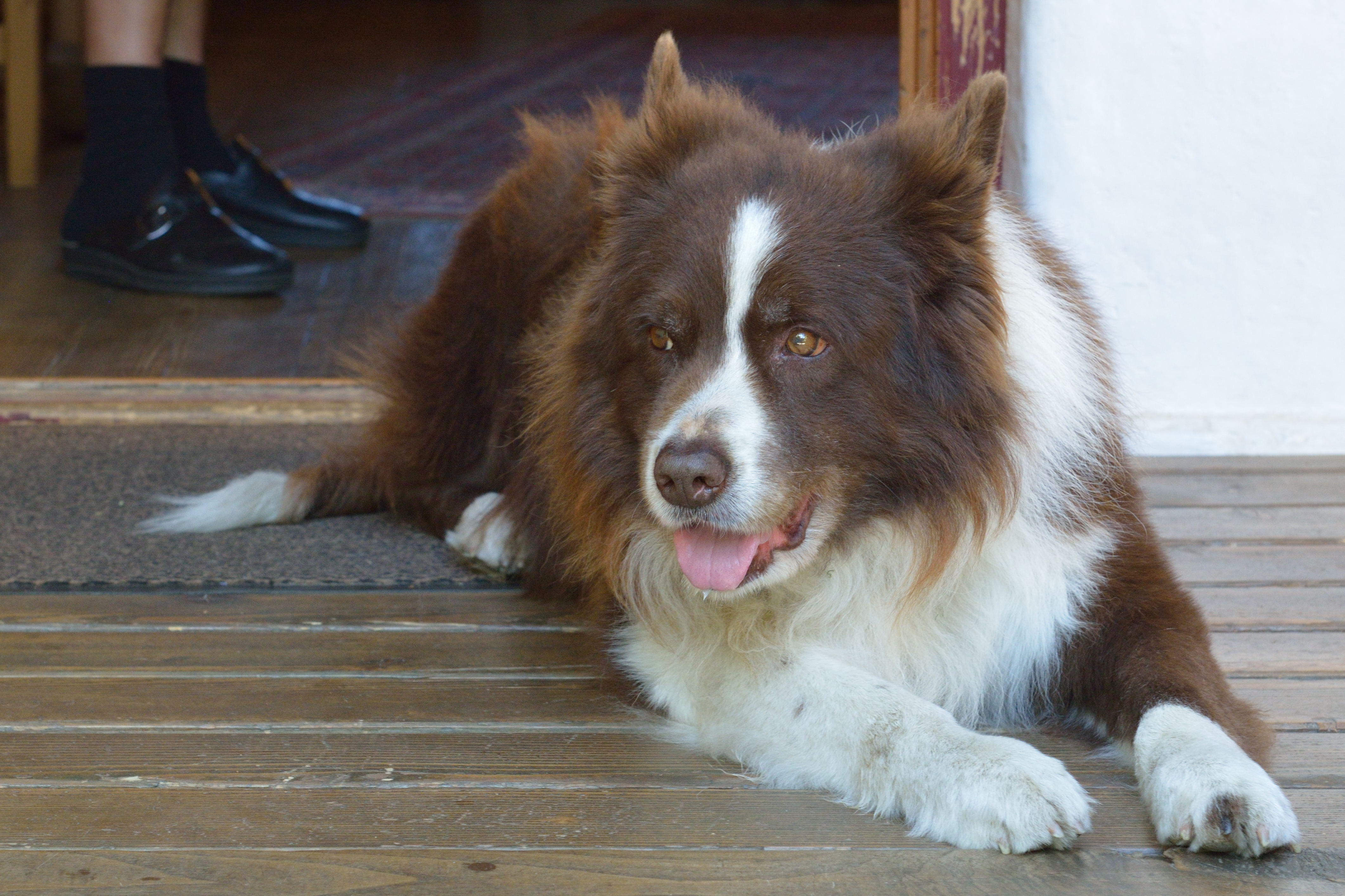 Dog Friendly Salzburg, AT