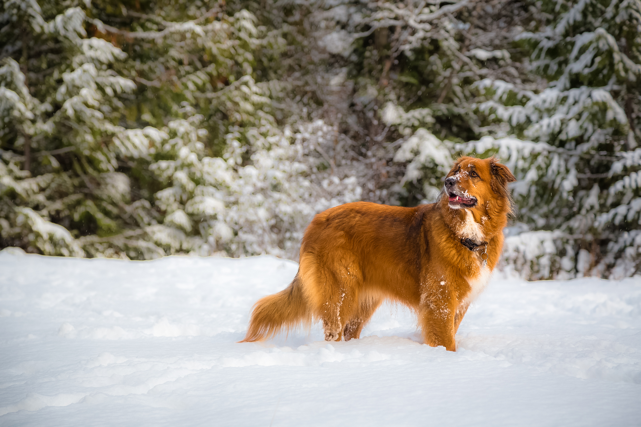 Dog Friendly Nelson, BC