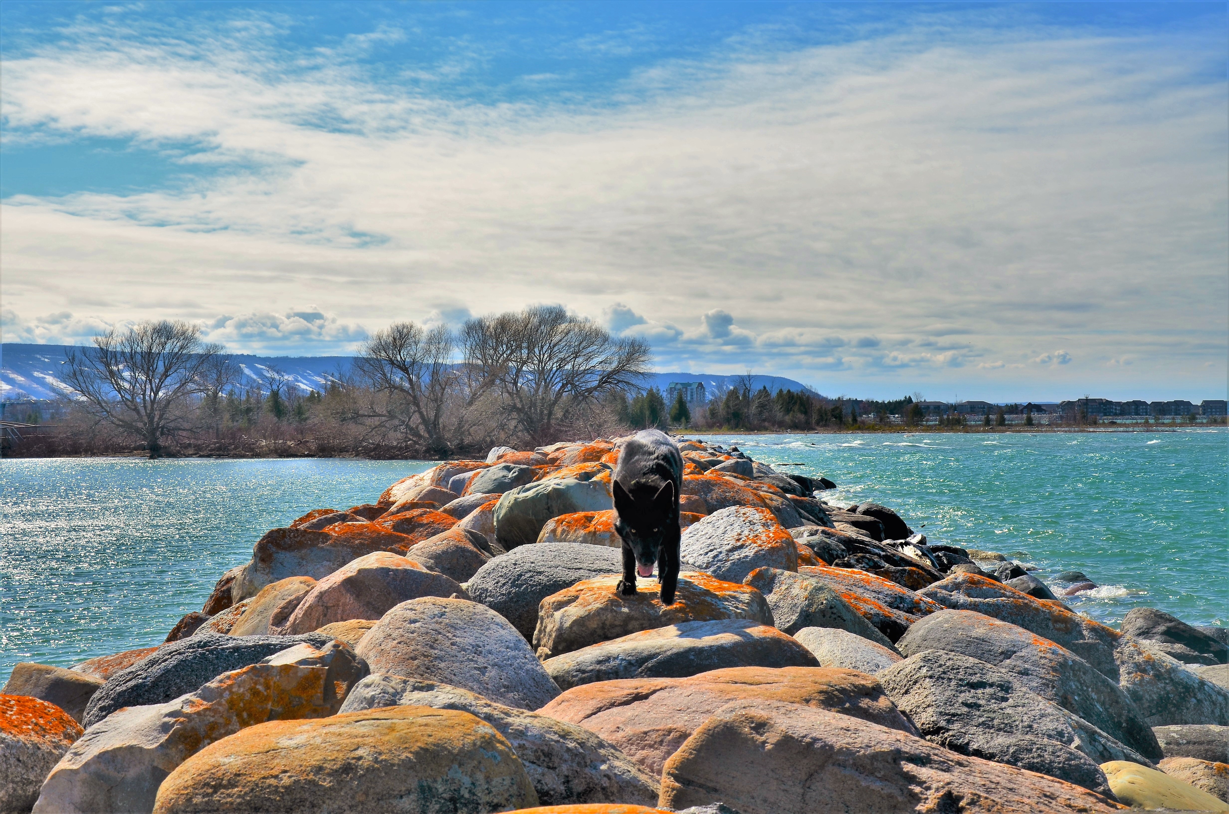 Dog Friendly Collingwood, ON