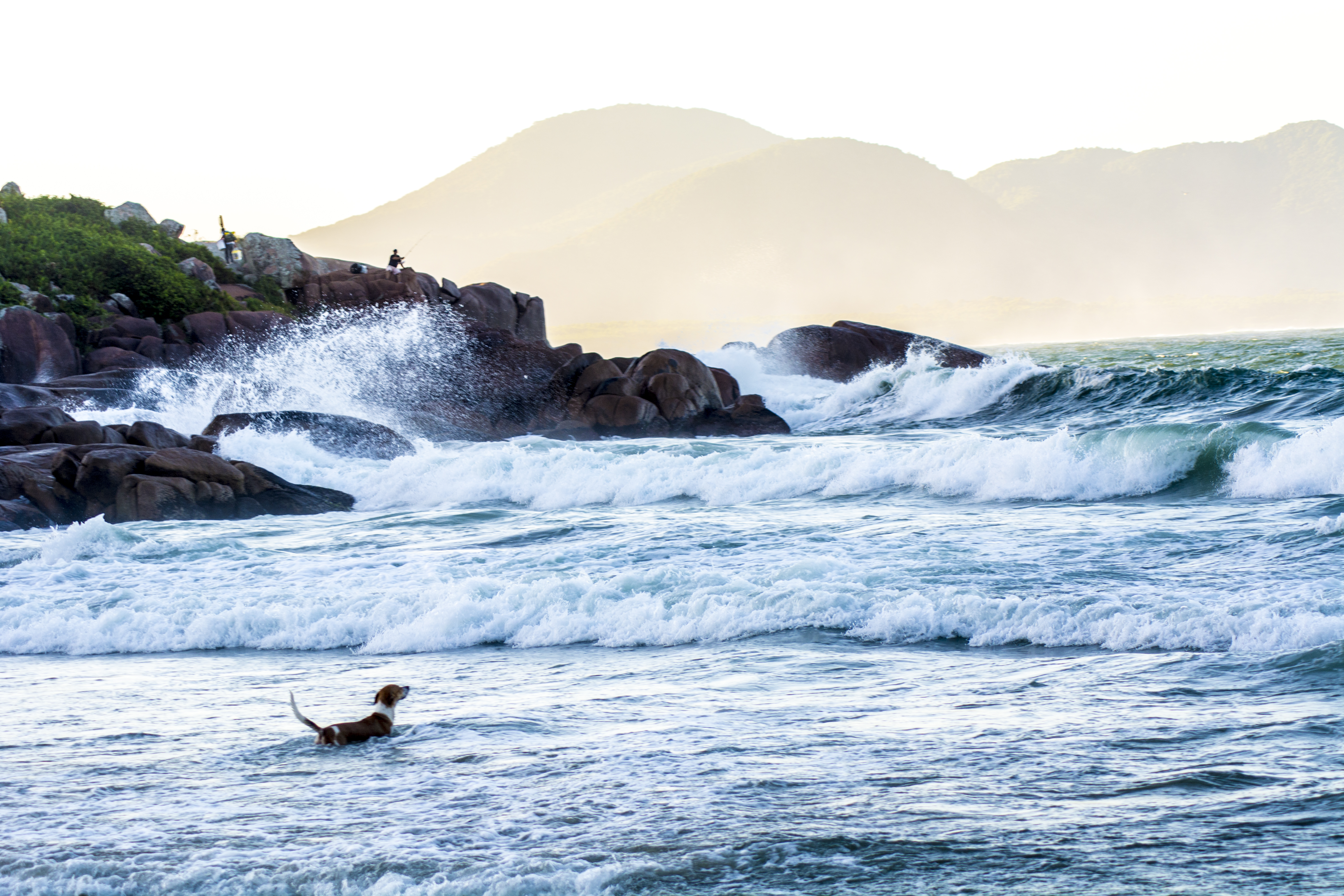 Dog Friendly Florianopolis, BR