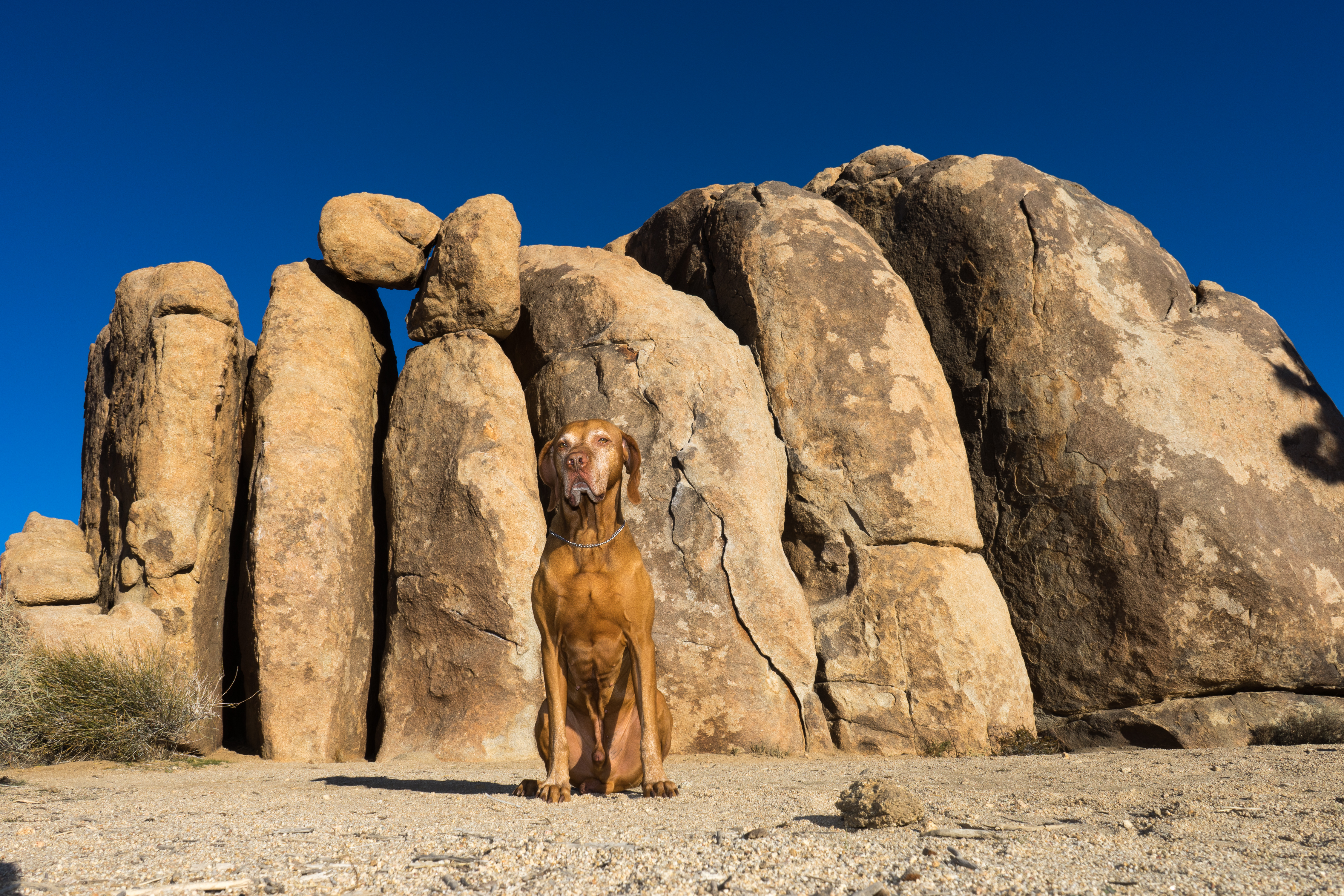 Dog Friendly Joshua Tree, CA