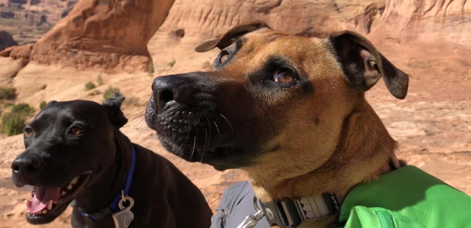 dog-friendly-moab-ut-bringfido