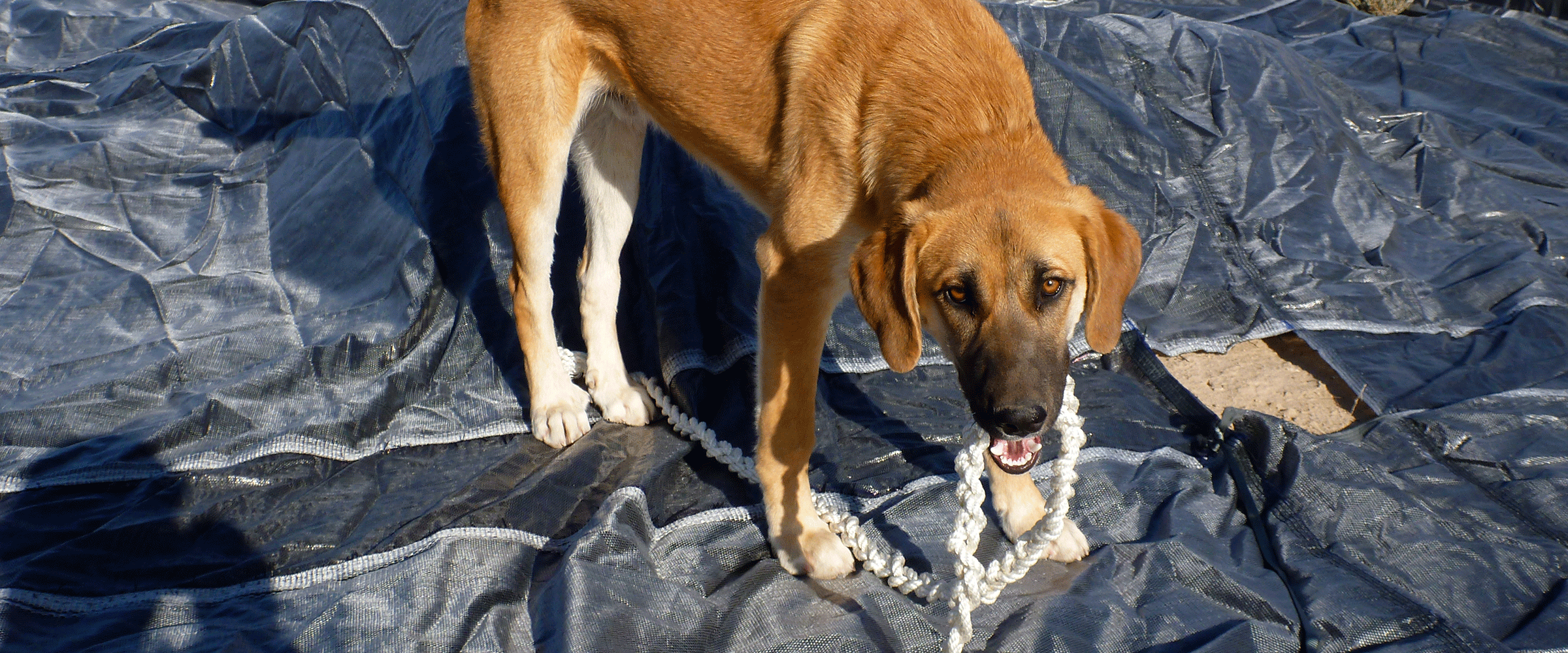 Dog Friendly Afghanistan