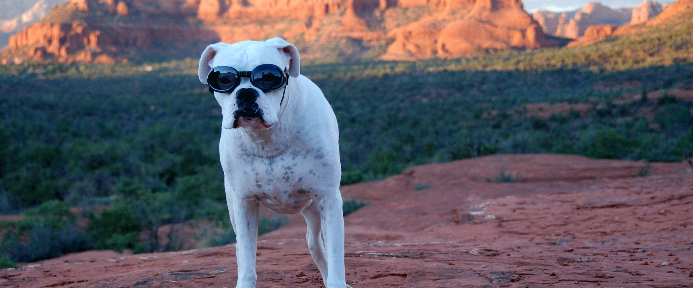 dog-friendly-arizona