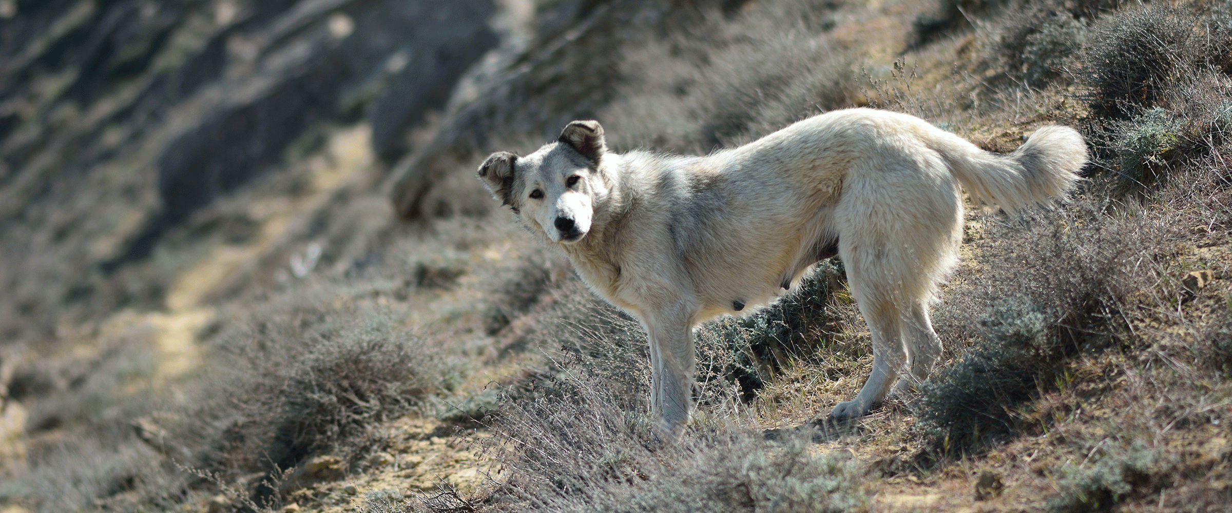 Dog Friendly Azerbaijan