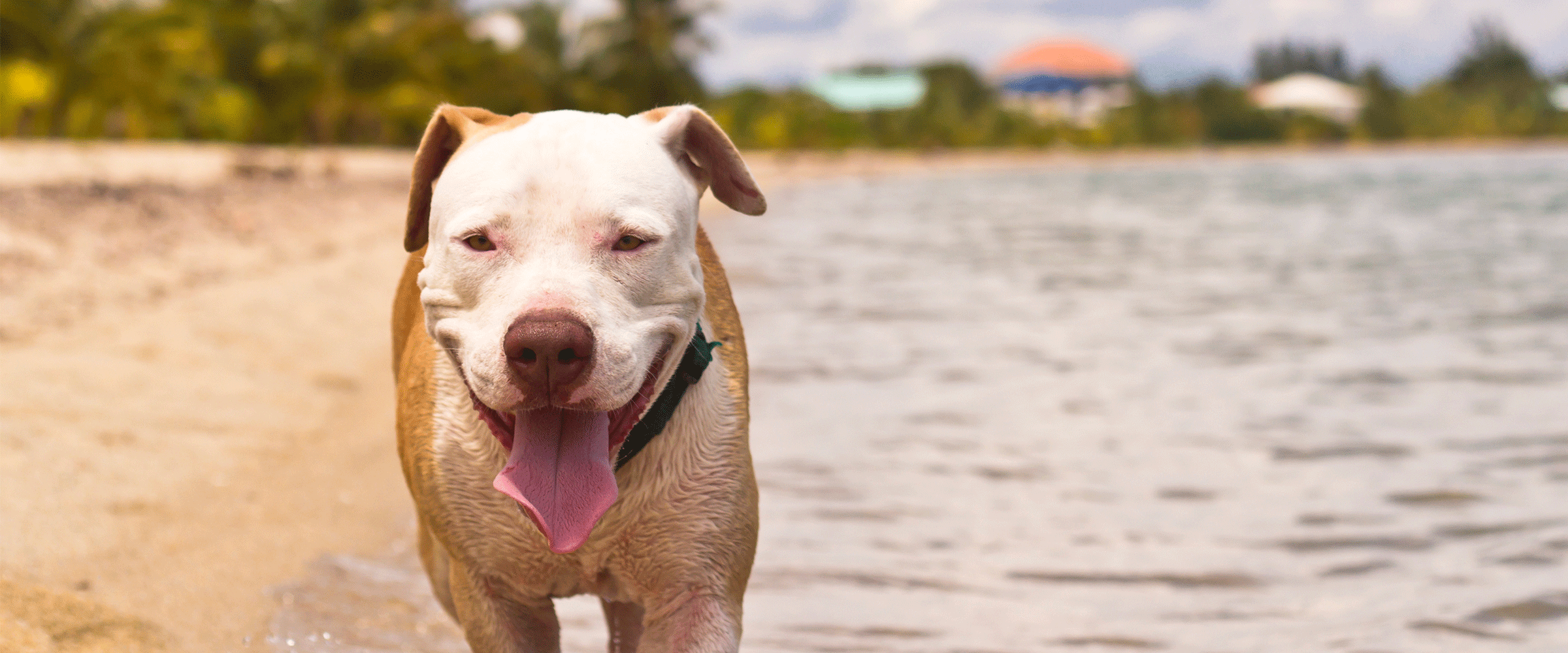 Dog Friendly Belize