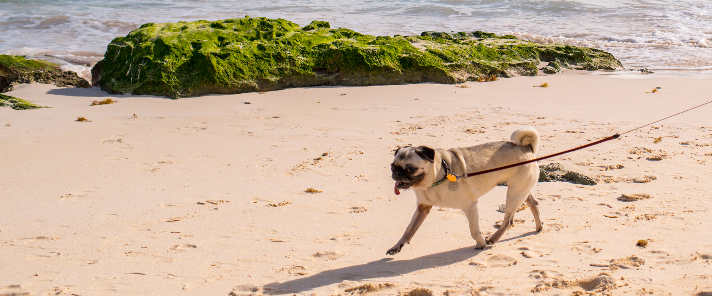 Dog Friendly Bermuda