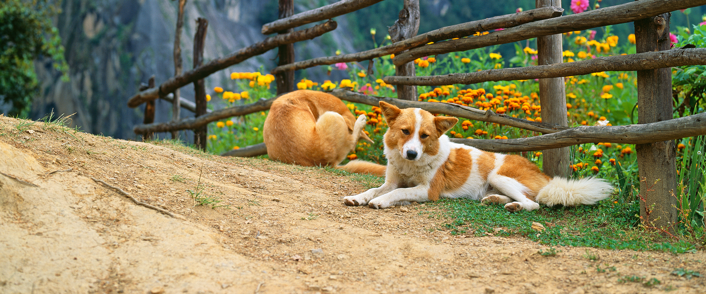 Dog Friendly Bhutan