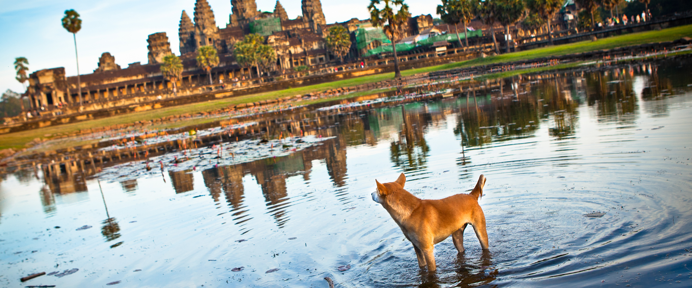Dog Friendly Cambodia