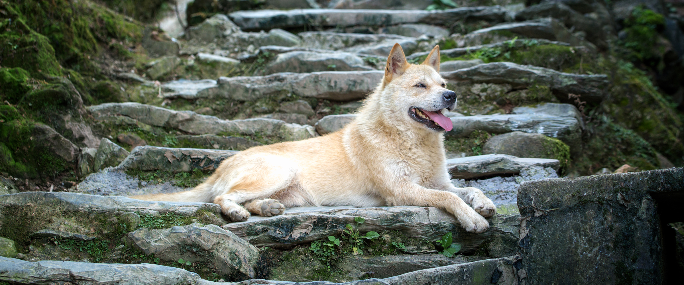 Dog Friendly China