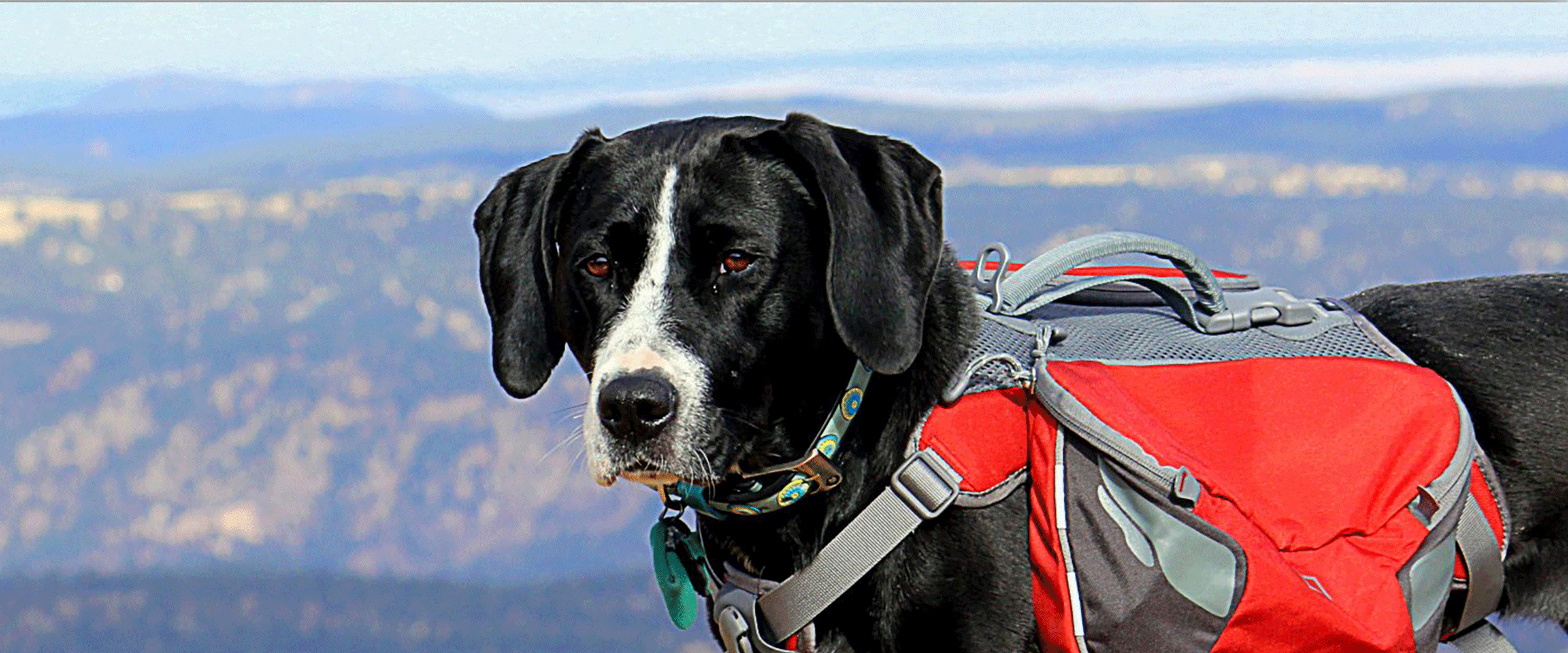 Dog Friendly Colorado
