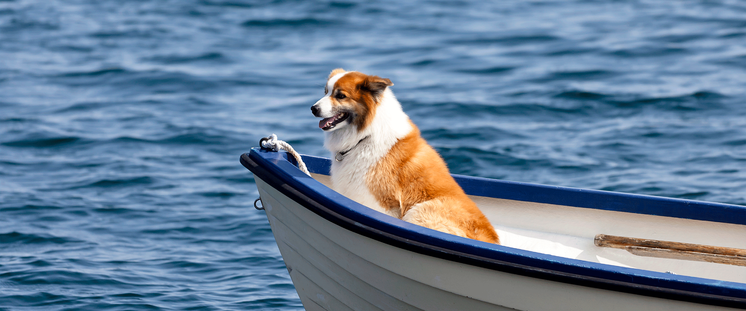 Dog Friendly Connecticut
