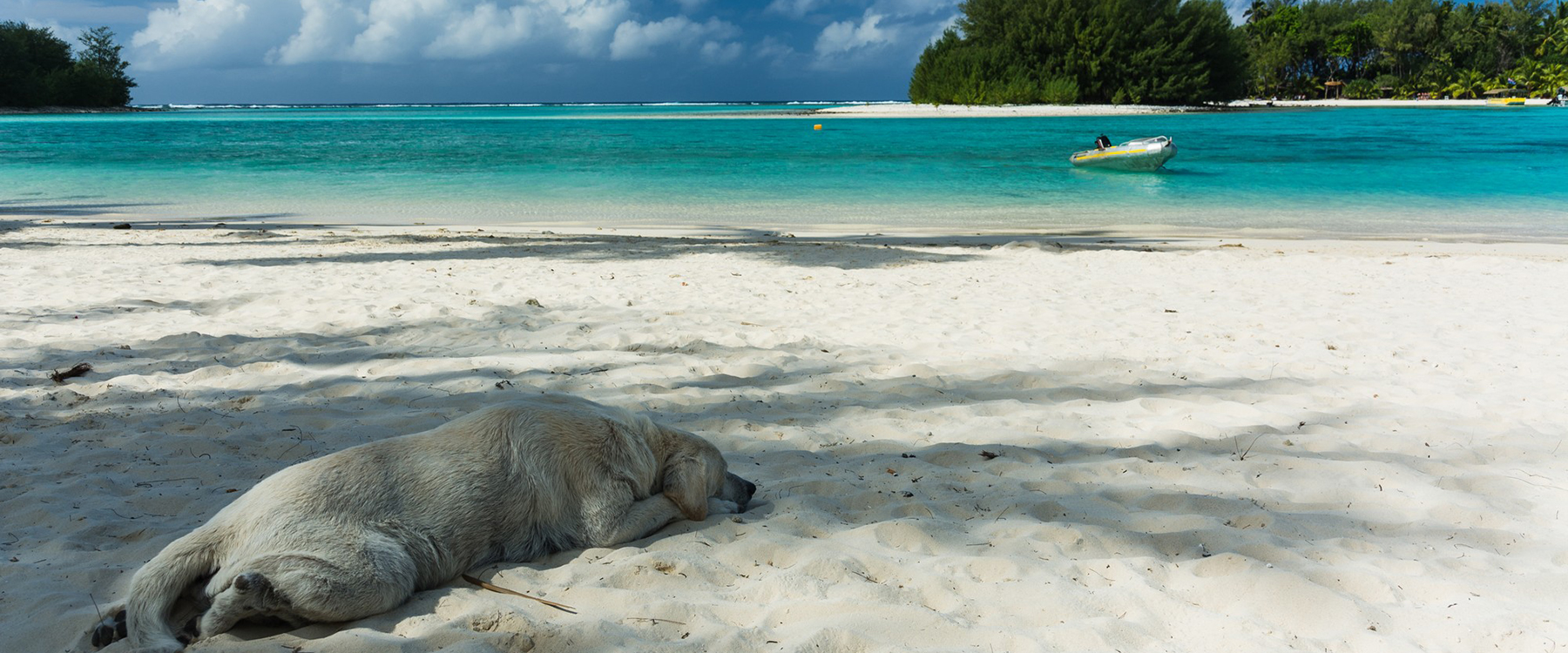Dog Friendly Cook Islands