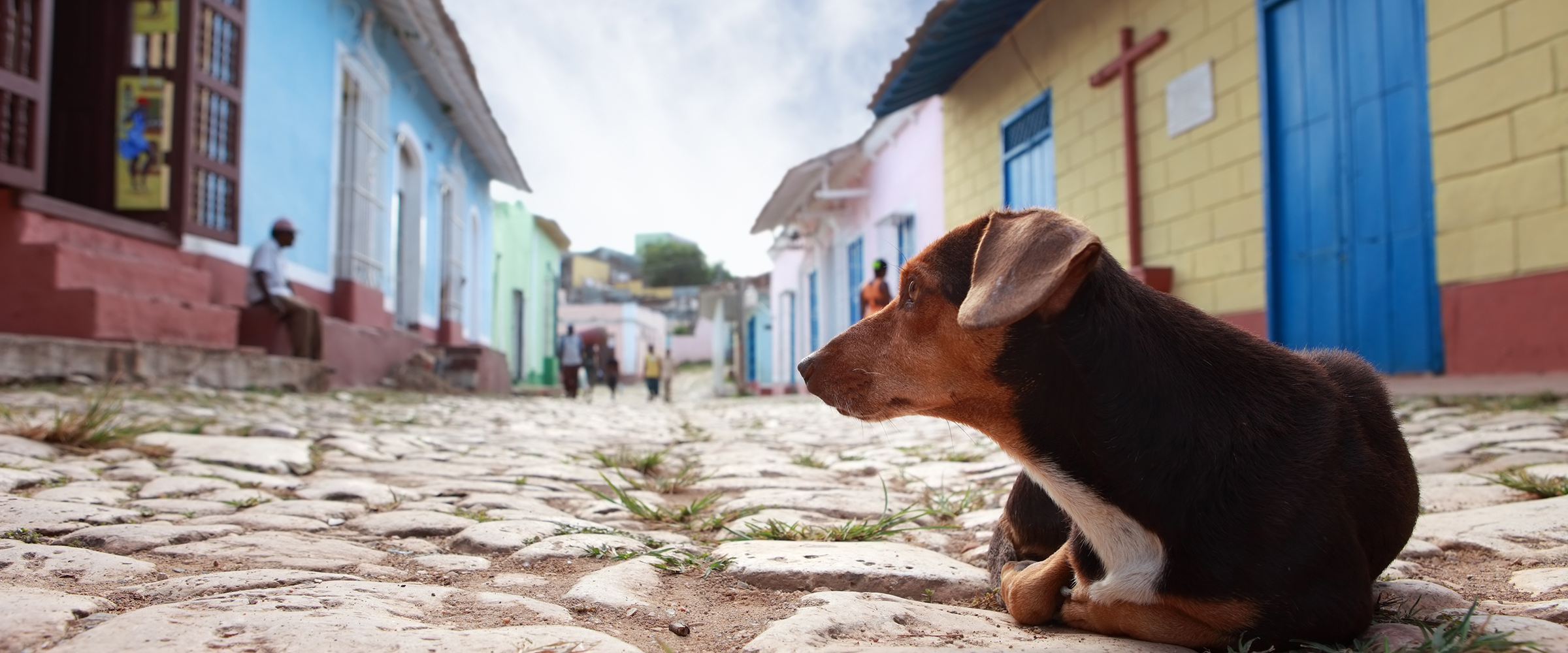 Dog Friendly Cuba
