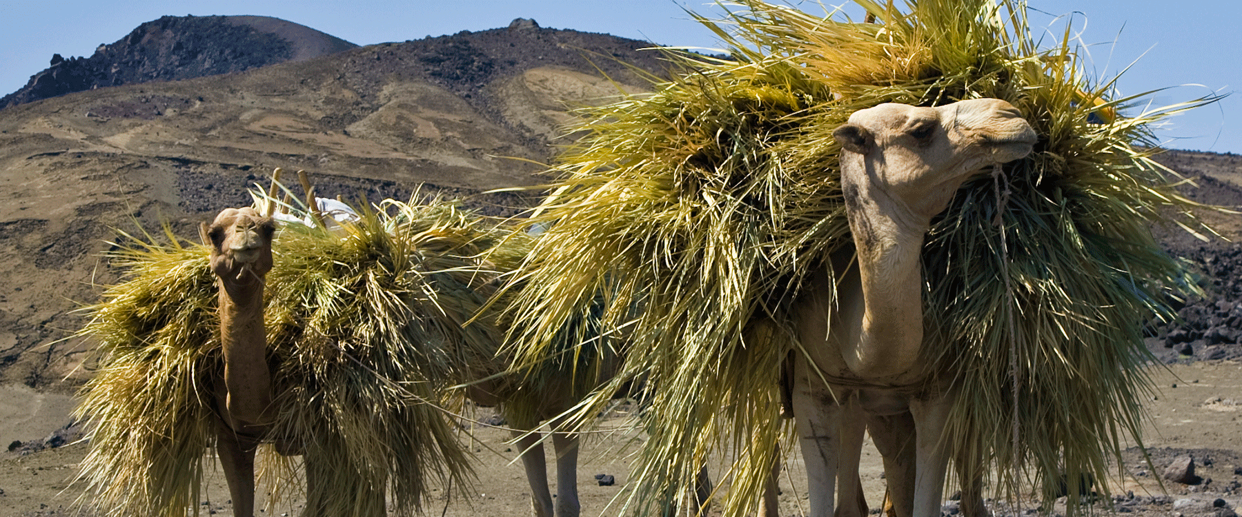 Dog Friendly Djibouti