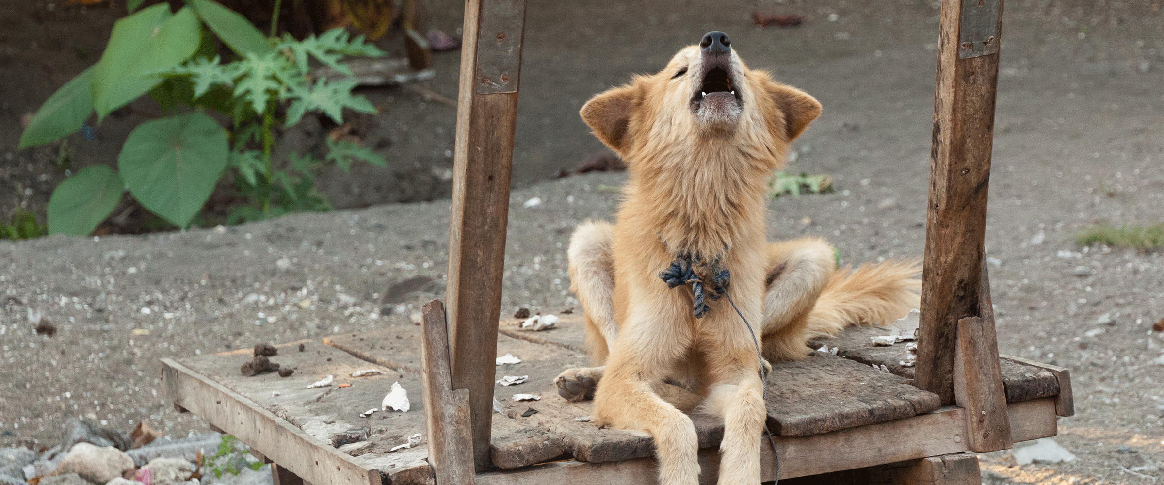 Dog Friendly Equatorial Guinea