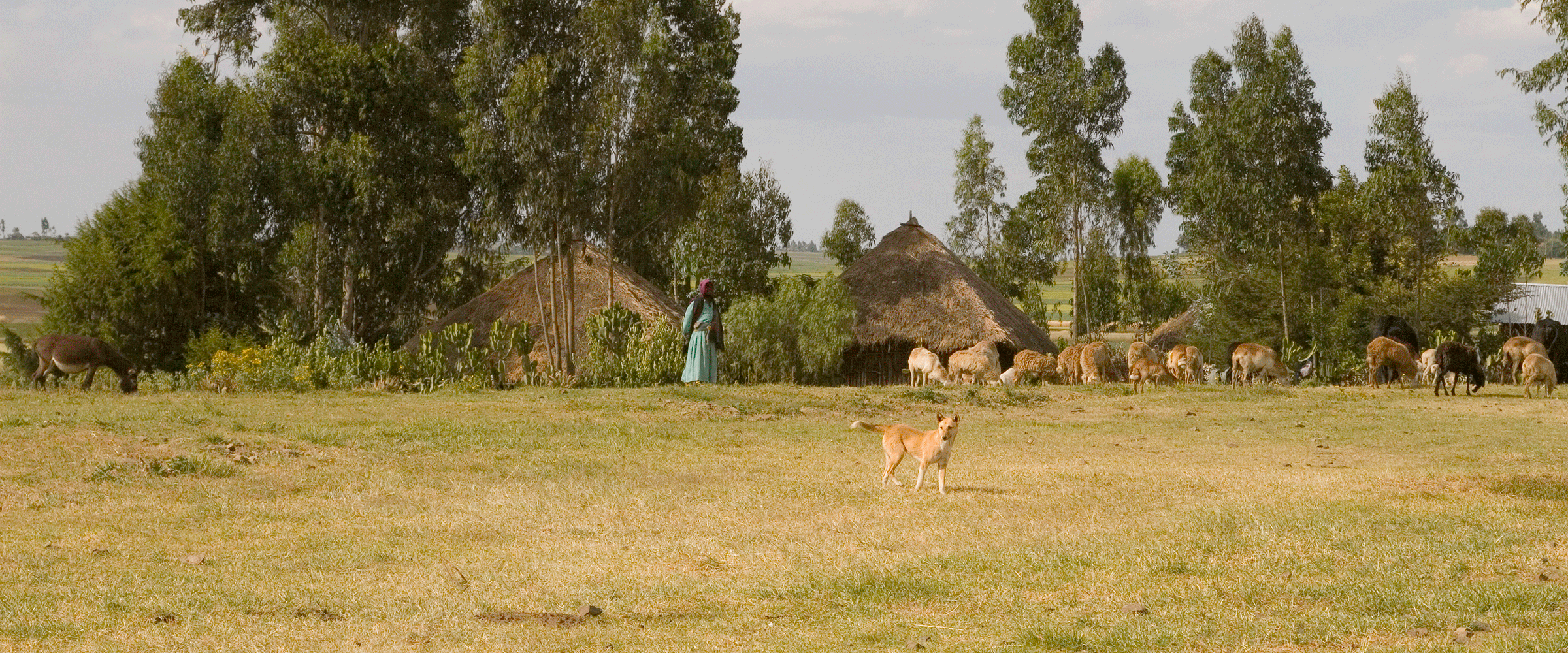 Dog Friendly Ethiopia