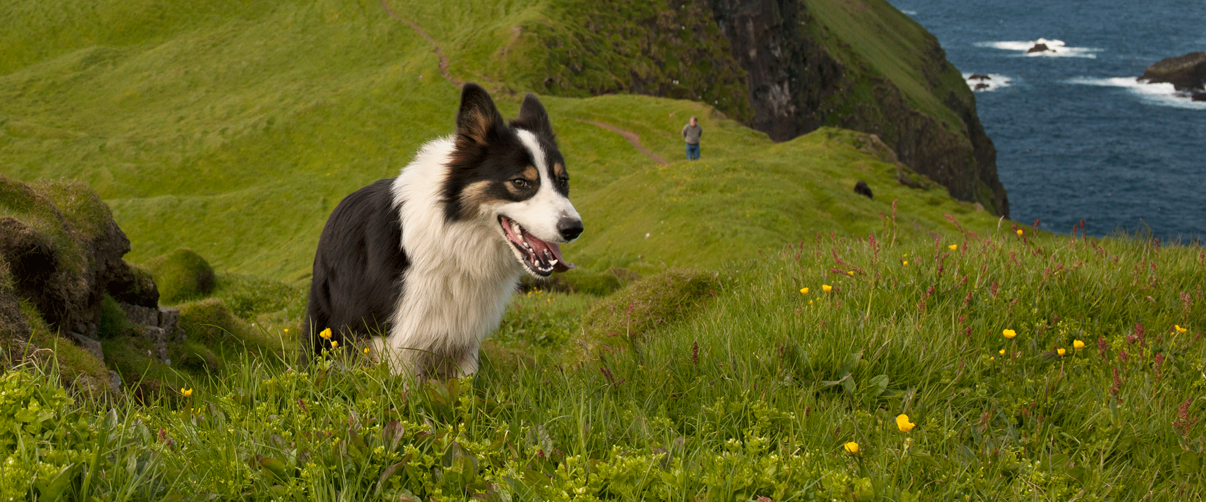 Dog Friendly Faroe Islands