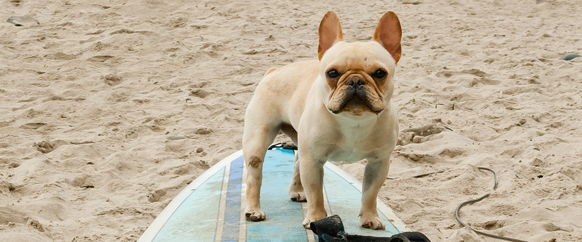 Dog Friendly Fiji