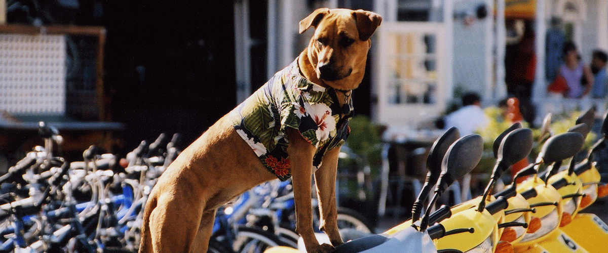 Dog Friendly Florida