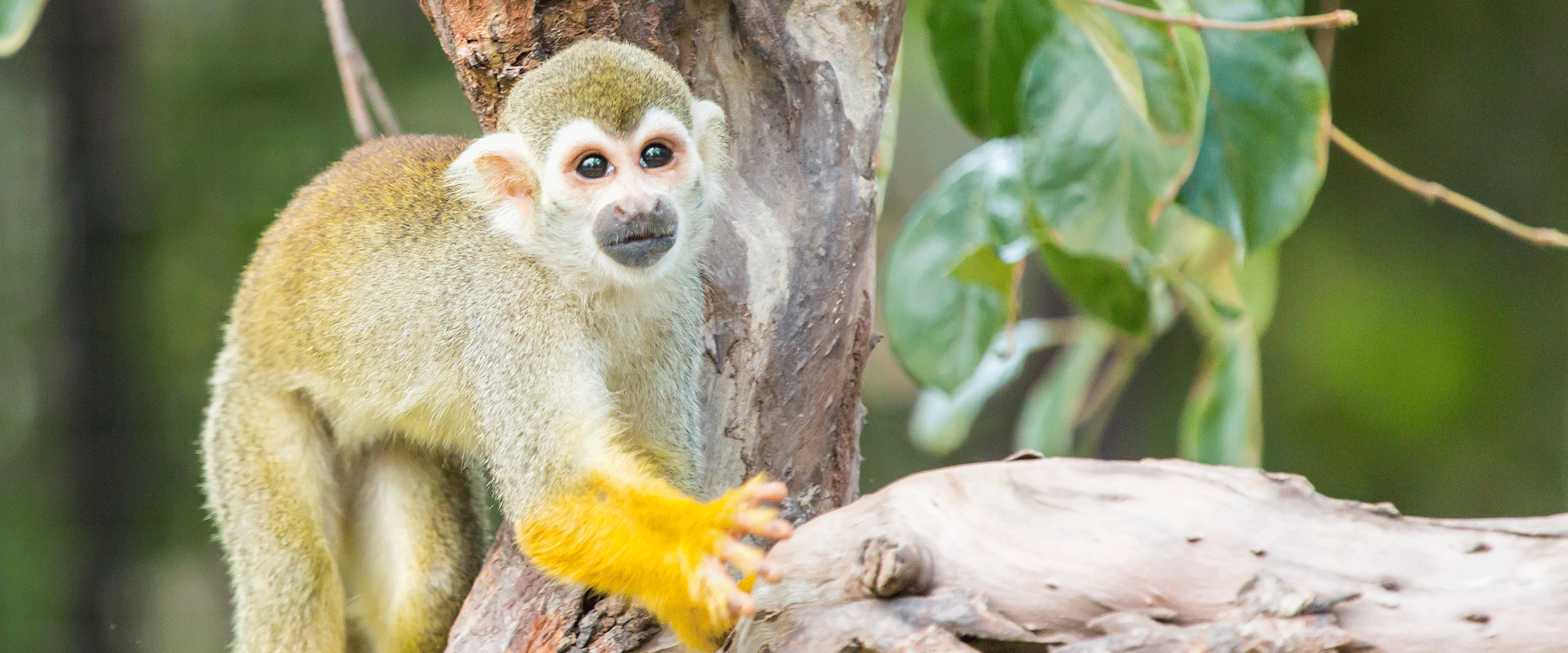 Dog Friendly French Guiana
