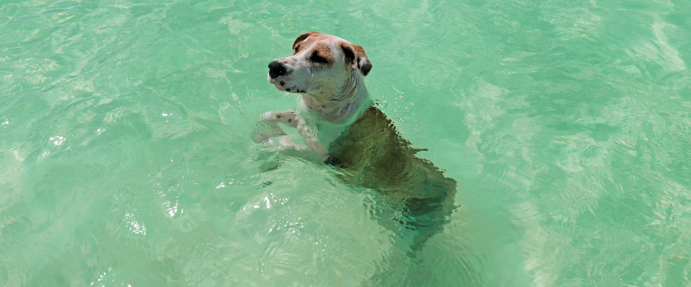 Dog Friendly French Polynesia
