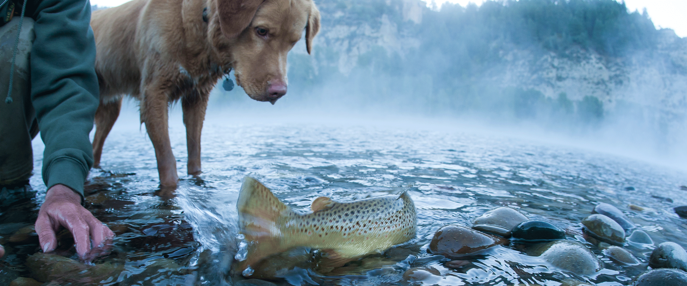 Dog Friendly Idaho