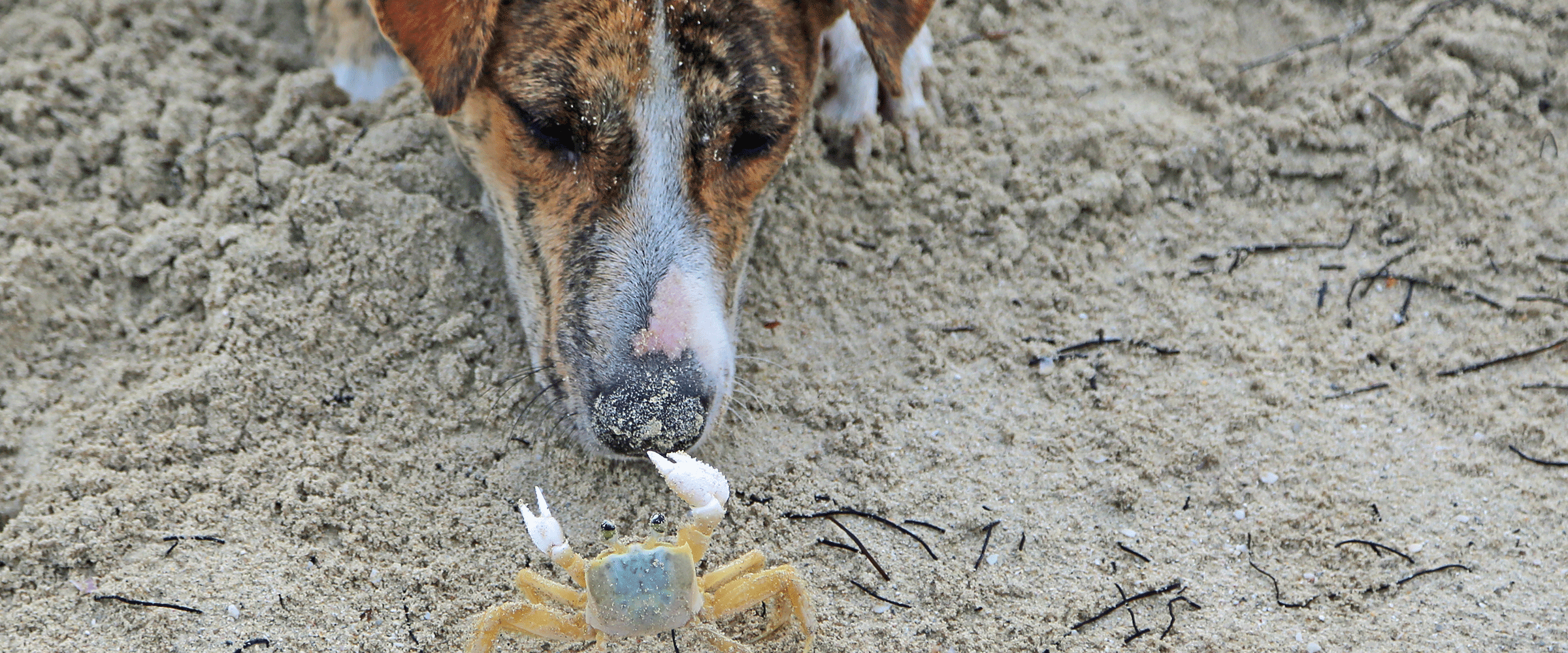 Dog Friendly Jamaica