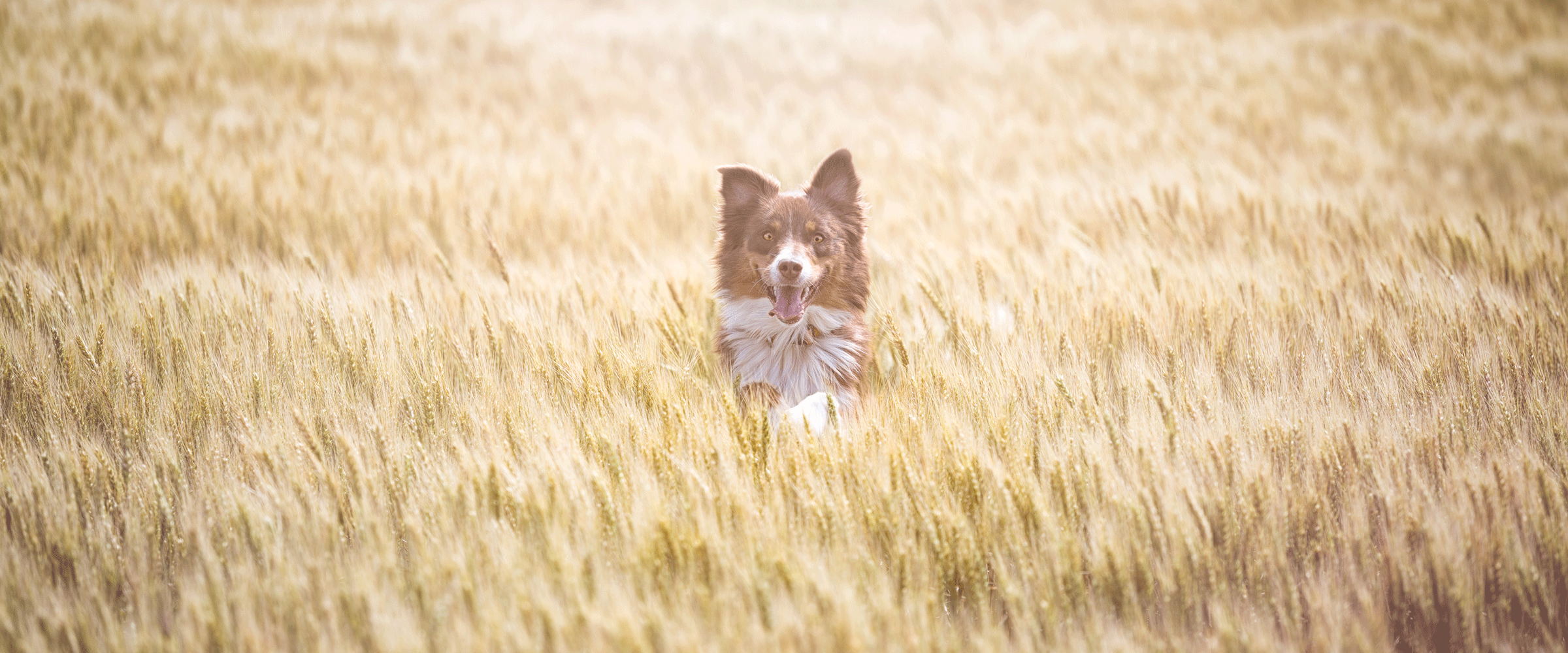 Dog Friendly Kansas